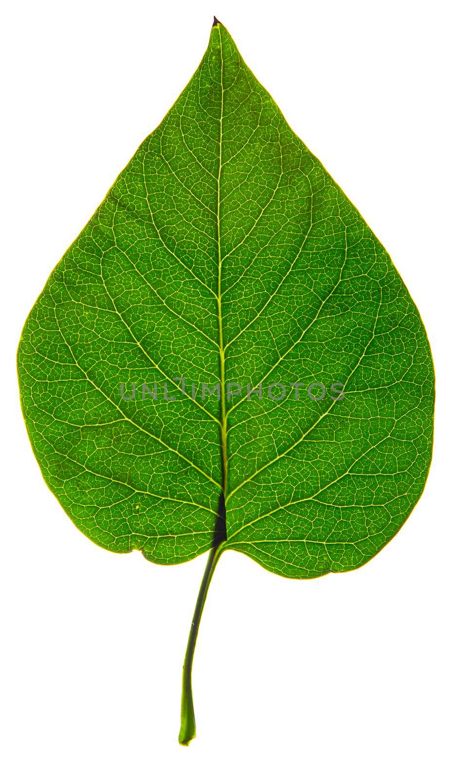 close up of an isolated green lilac leaf