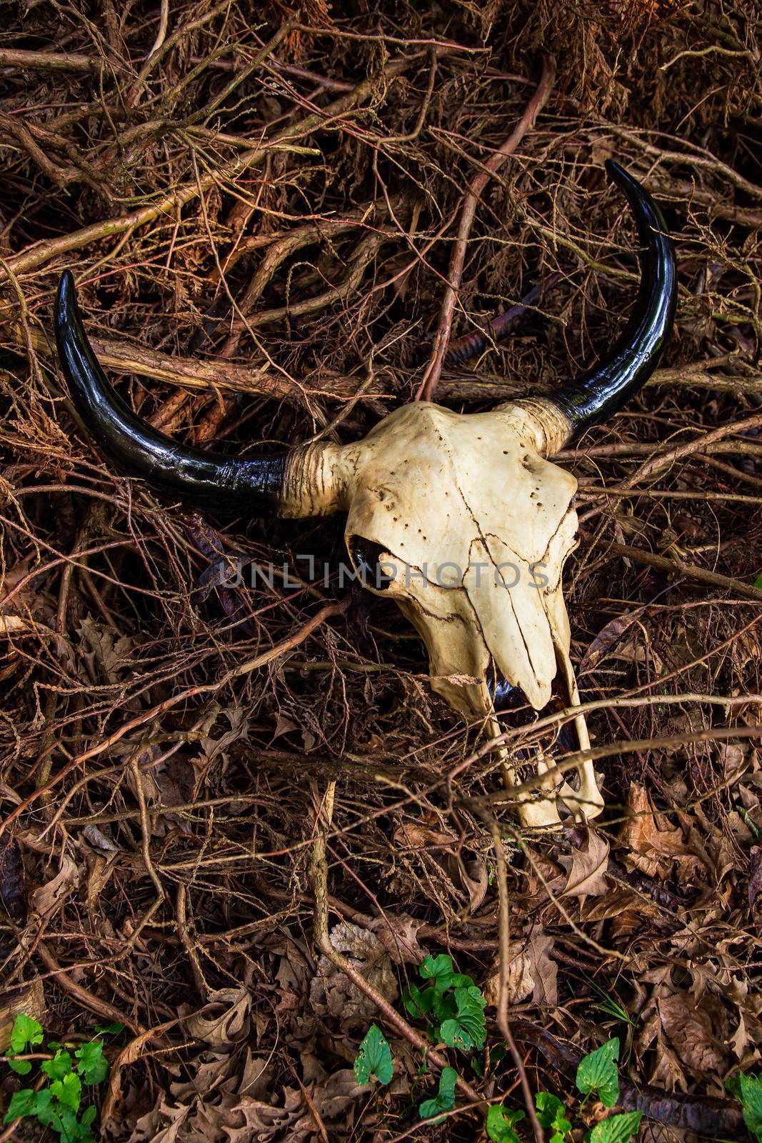 Decorative cow skull laying on top of dry branches