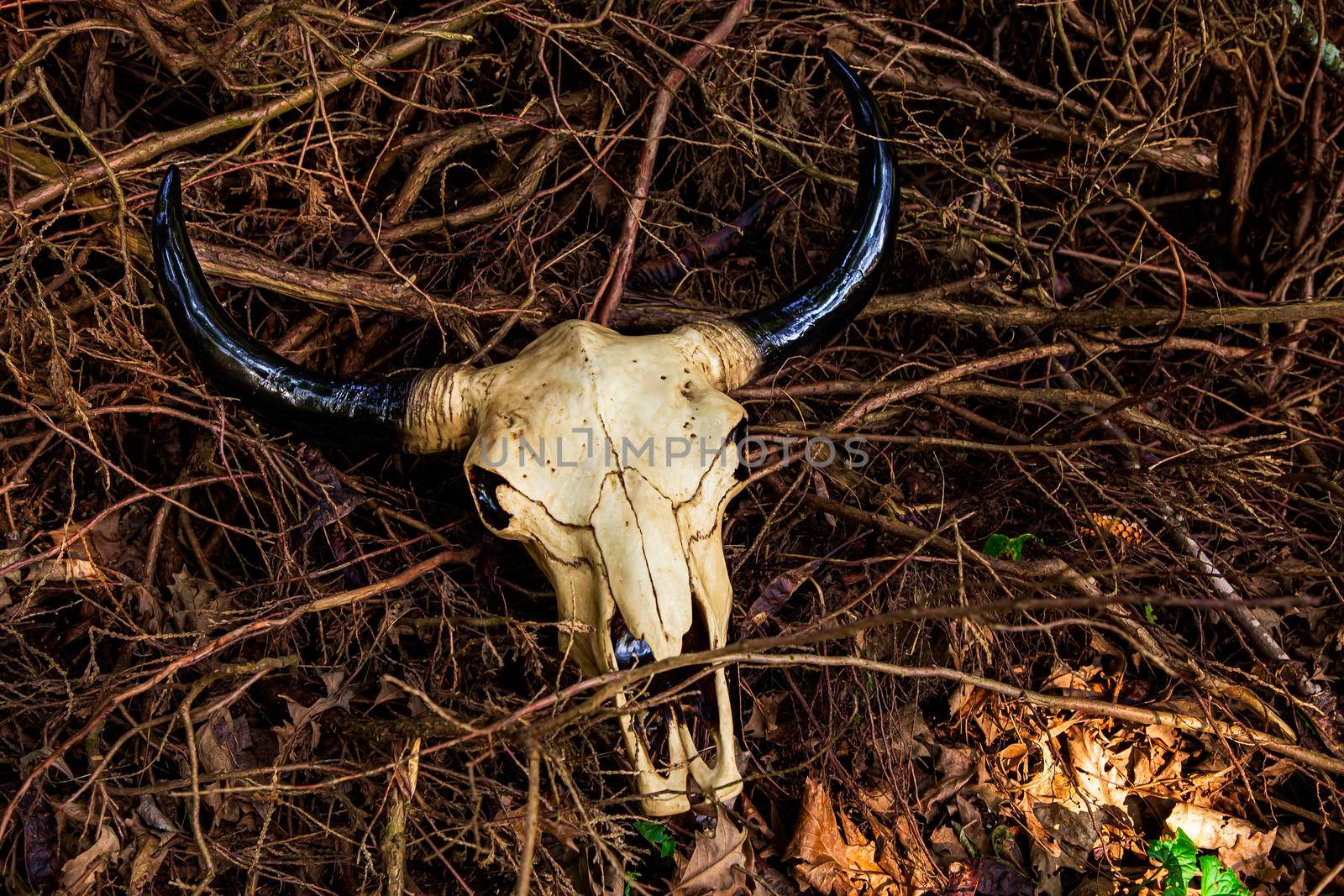 Decorative cow skull laying on top of dry branches 