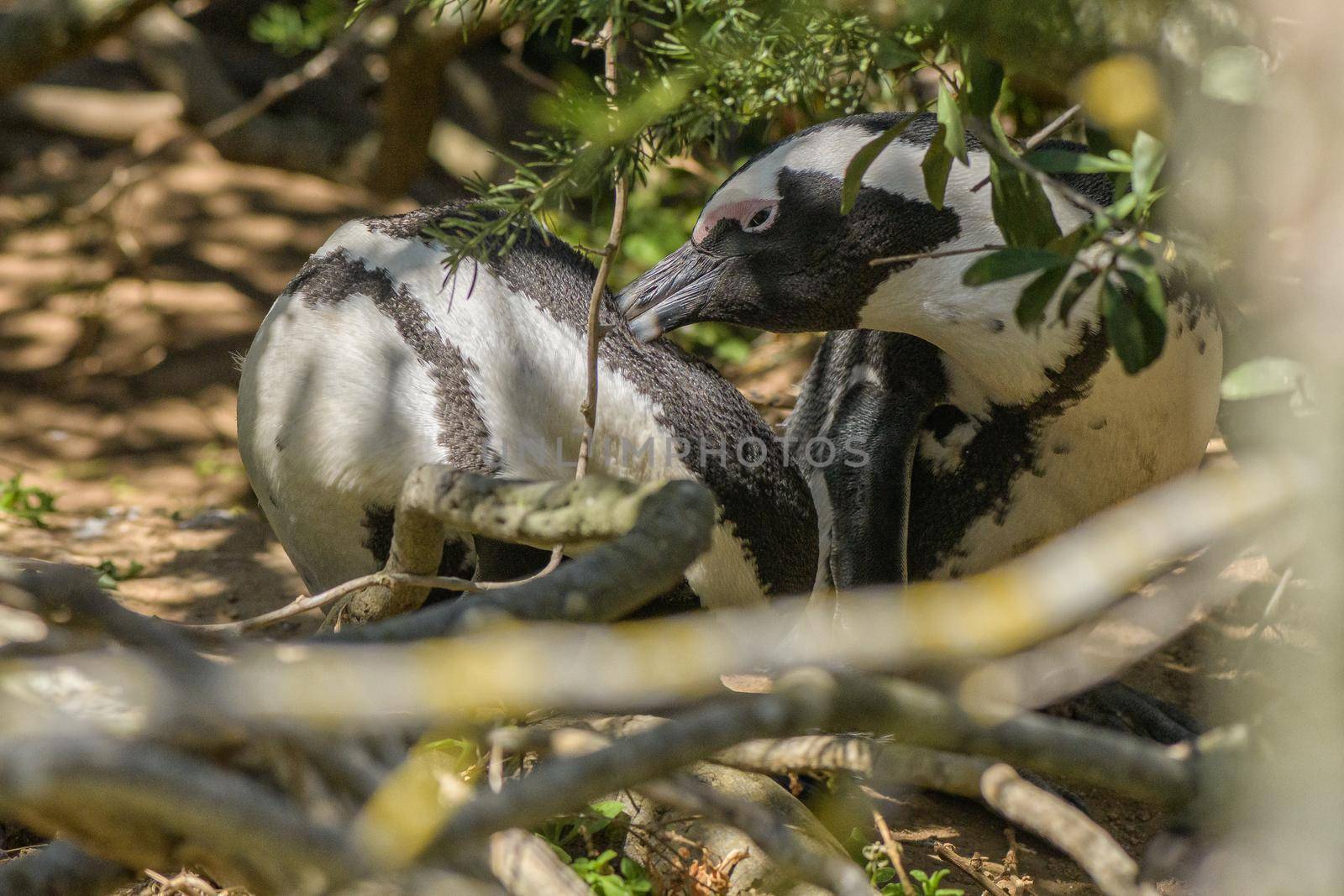 Two African Penguins, Spheniscus demersus, preening each other