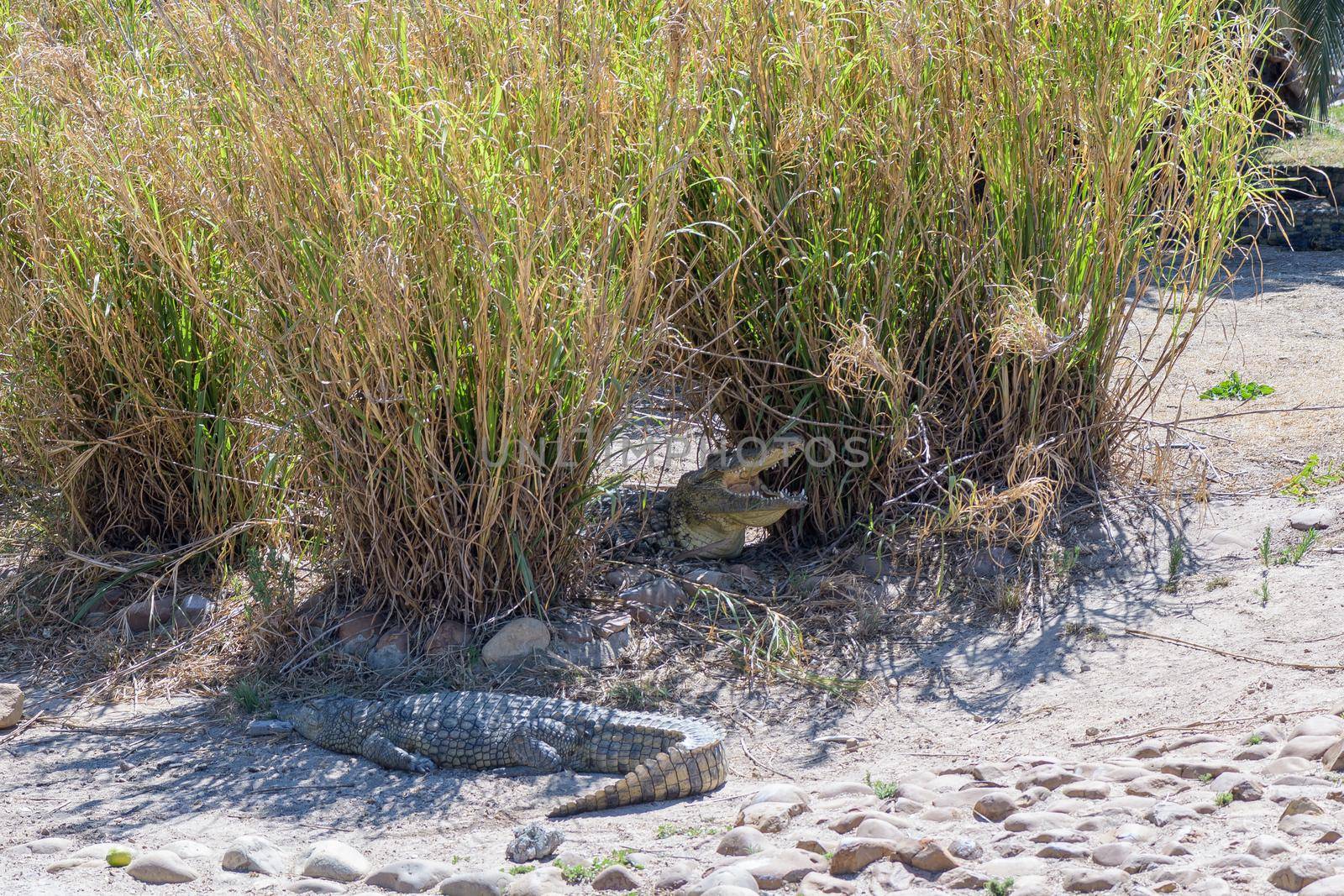 A nile crocodile, Crocodylus niloticus, on sand between reeds