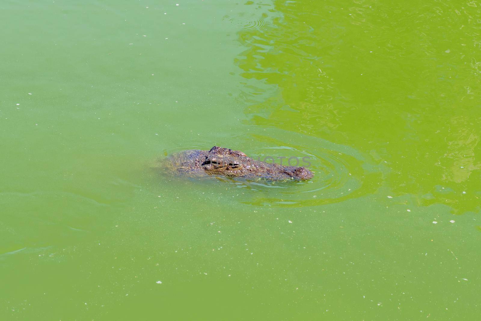 A nile crocodile, Crocodylus niloticus, in water at a crocodile farm near Paarl