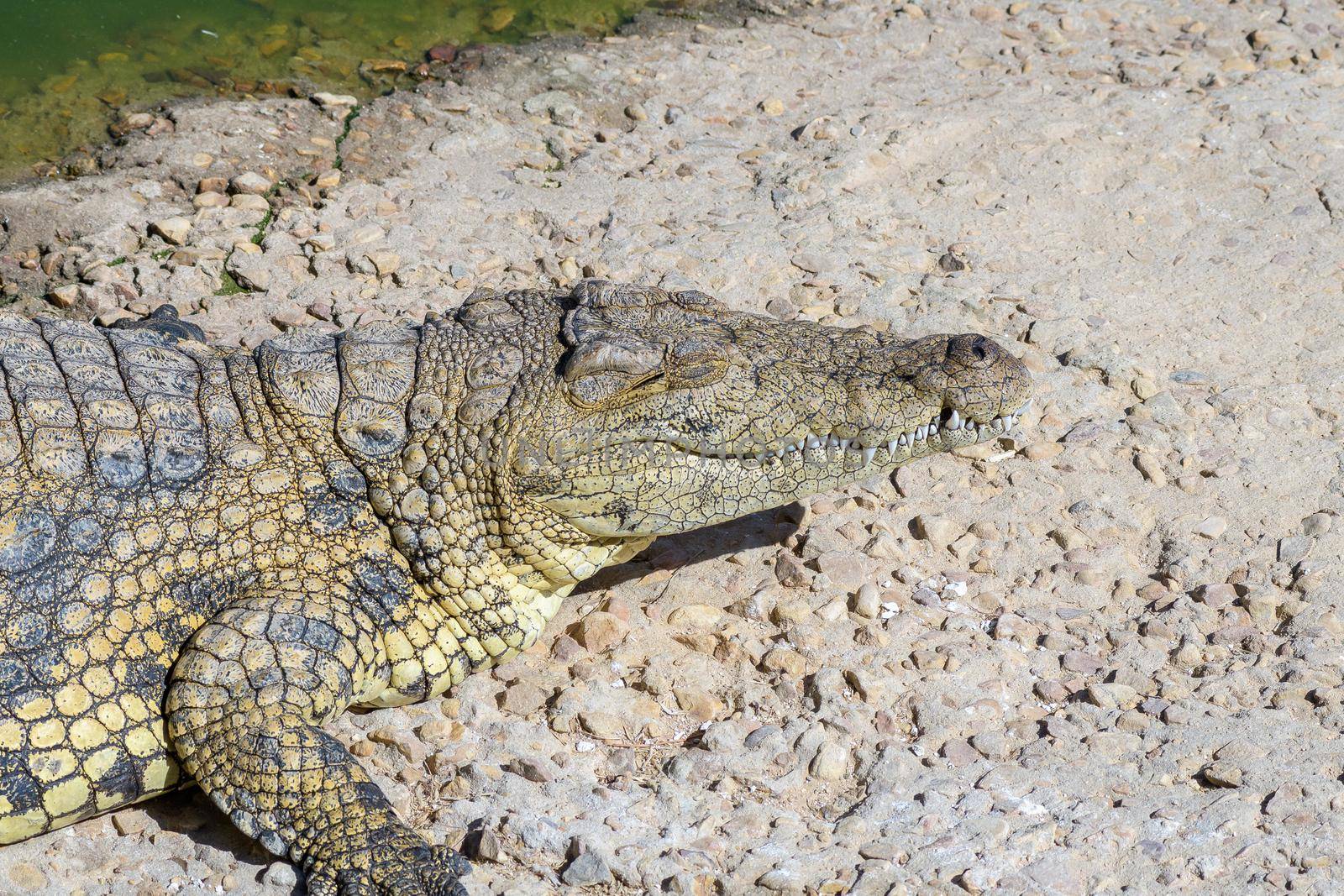 The face of a nile crocodile, Crocodylus niloticus