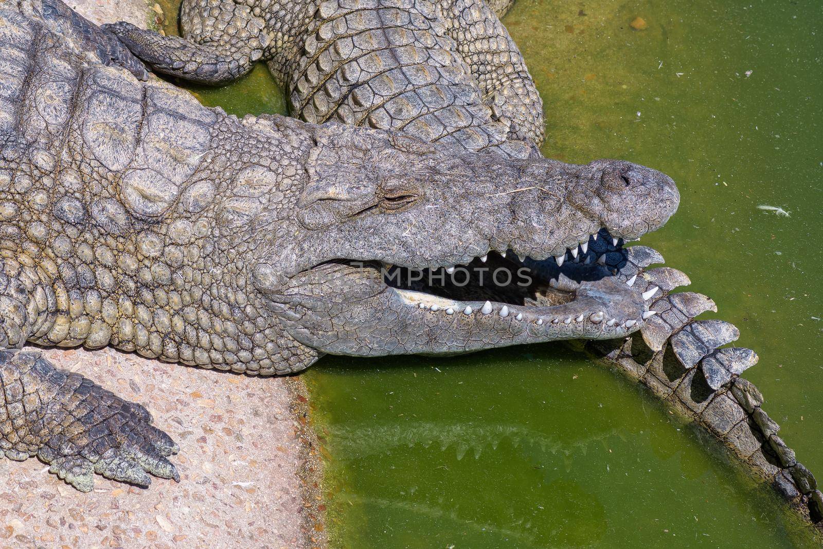 The face and tail of a nile crocodile by dpreezg