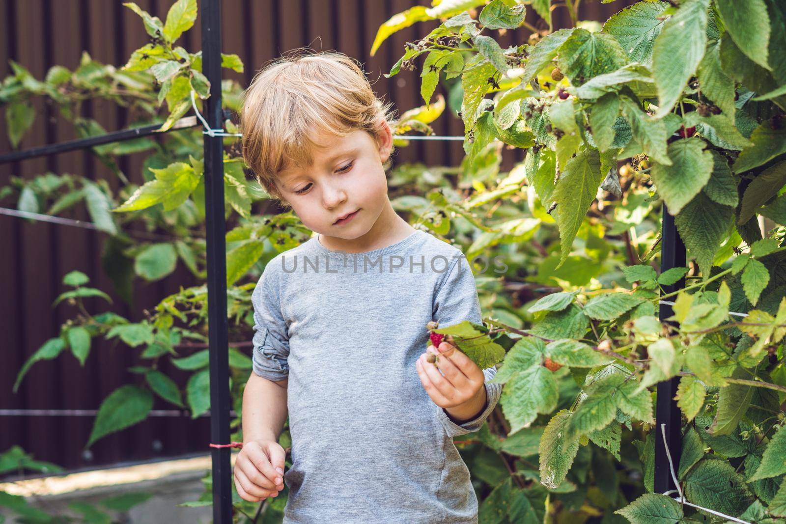 Child picking raspberry. Kids pick fresh fruit on organic raspberries farm. Children gardening and harvesting berry. Toddler kid eating ripe healthy berries. Outdoor family summer fun in the country.