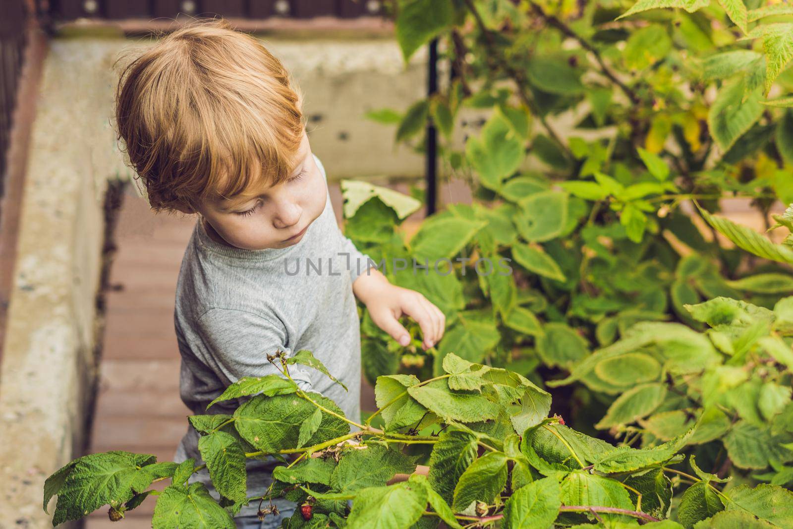 Child picking raspberry. Kids pick fresh fruit on organic raspberries farm. Children gardening and harvesting berry. Toddler kid eating ripe healthy berries. Outdoor family summer fun in the country.