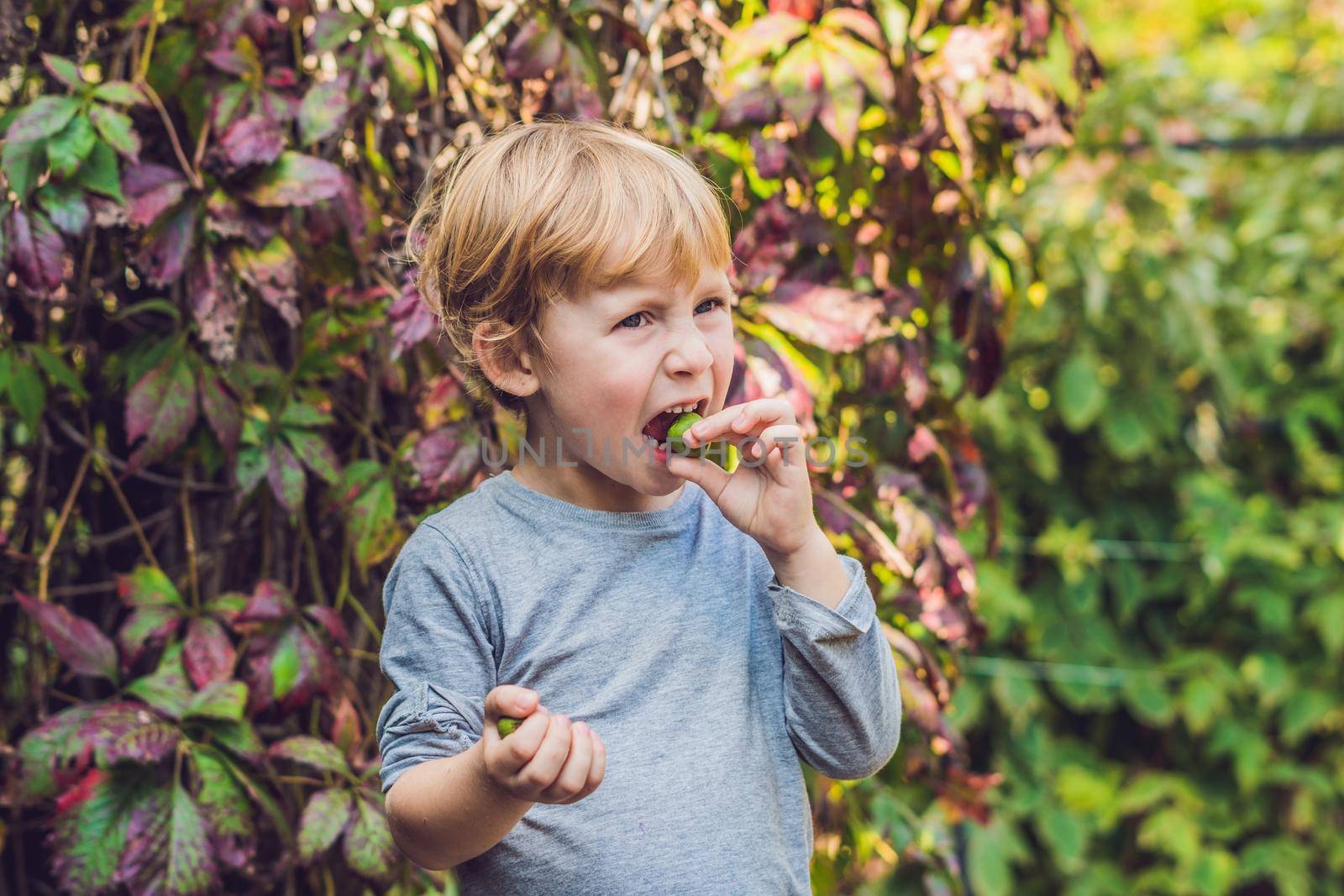 New Zealand exotic food. Berry nergi, or small kiwi. Child picking Green baby kiwi fruit actinidia arguta.