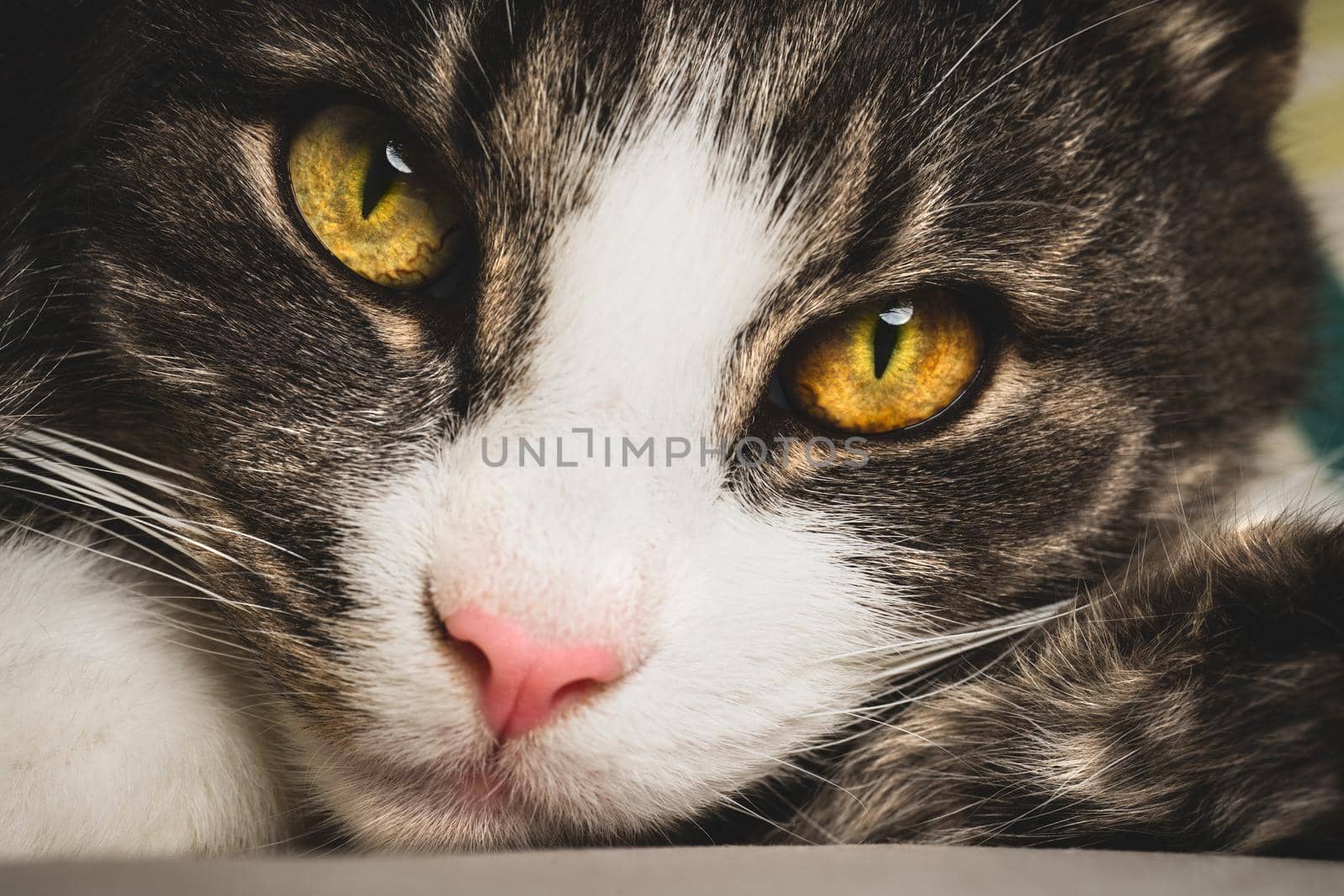 Closeup of cute tabby cat face with big green eyes and pink nose by DariaKulkova