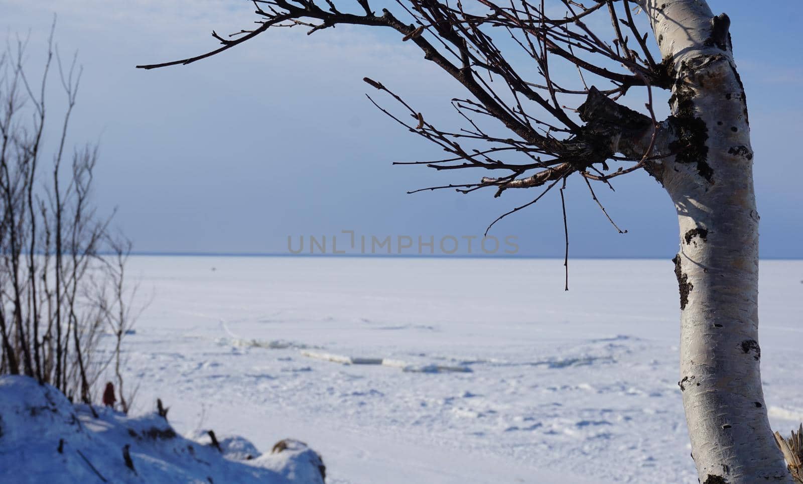 Large knotted birch against the backdrop of a winter seascape. Willow bushes in the distance. Blue sky.