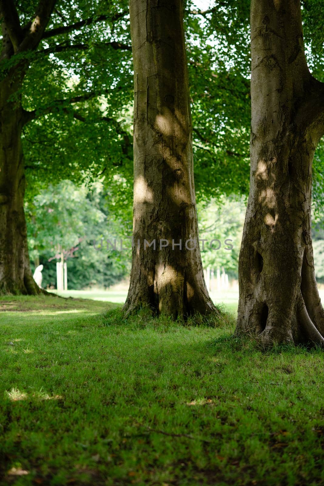 trees in the park and green grass in sunny summer day by Iryna_Melnyk
