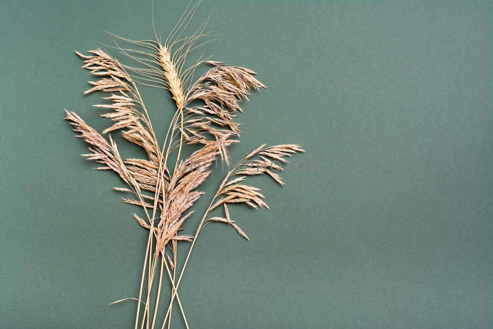 An ear of wheat among dry grass on a green background. Identity concept by Aleruana