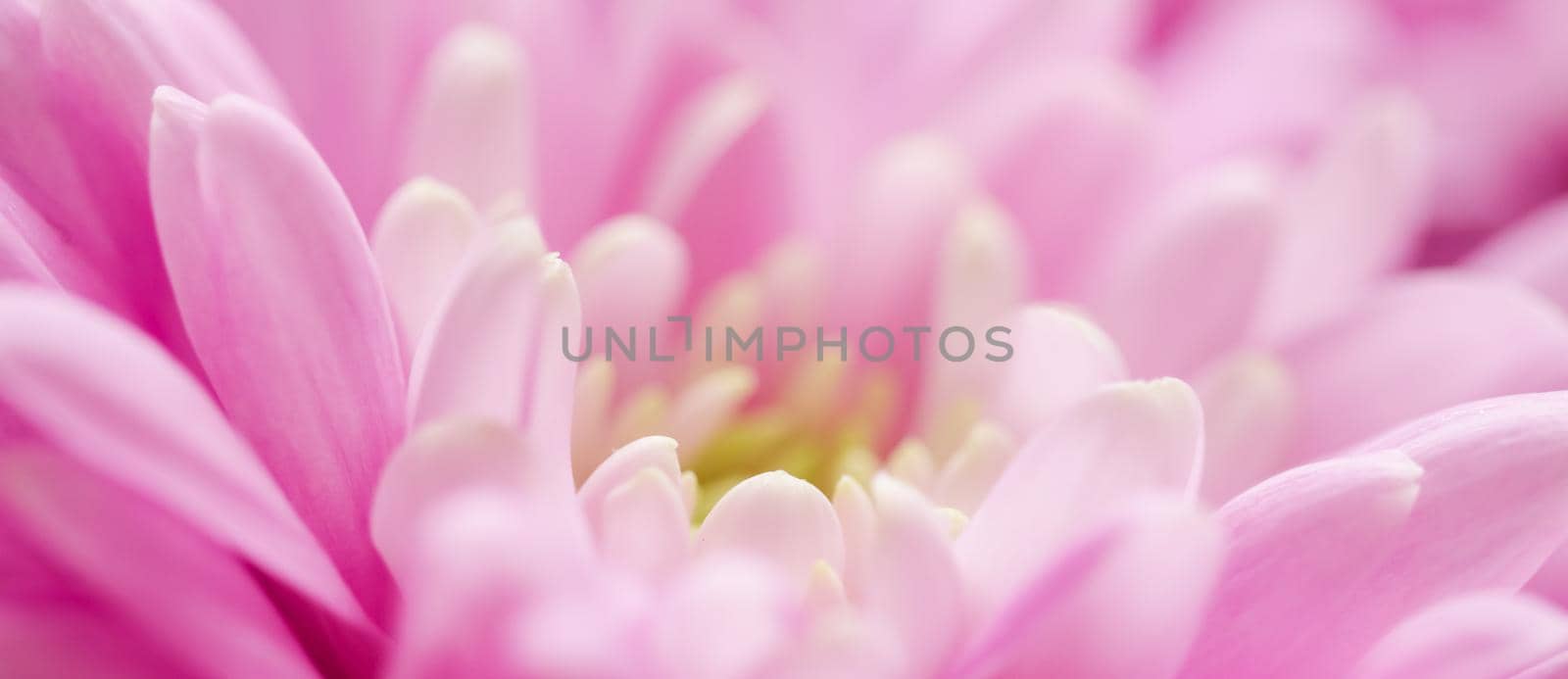 Pink daisy flower petals in bloom, abstract floral blossom art background, flowers in spring nature for perfume scent, wedding, luxury beauty brand holiday design by Anneleven