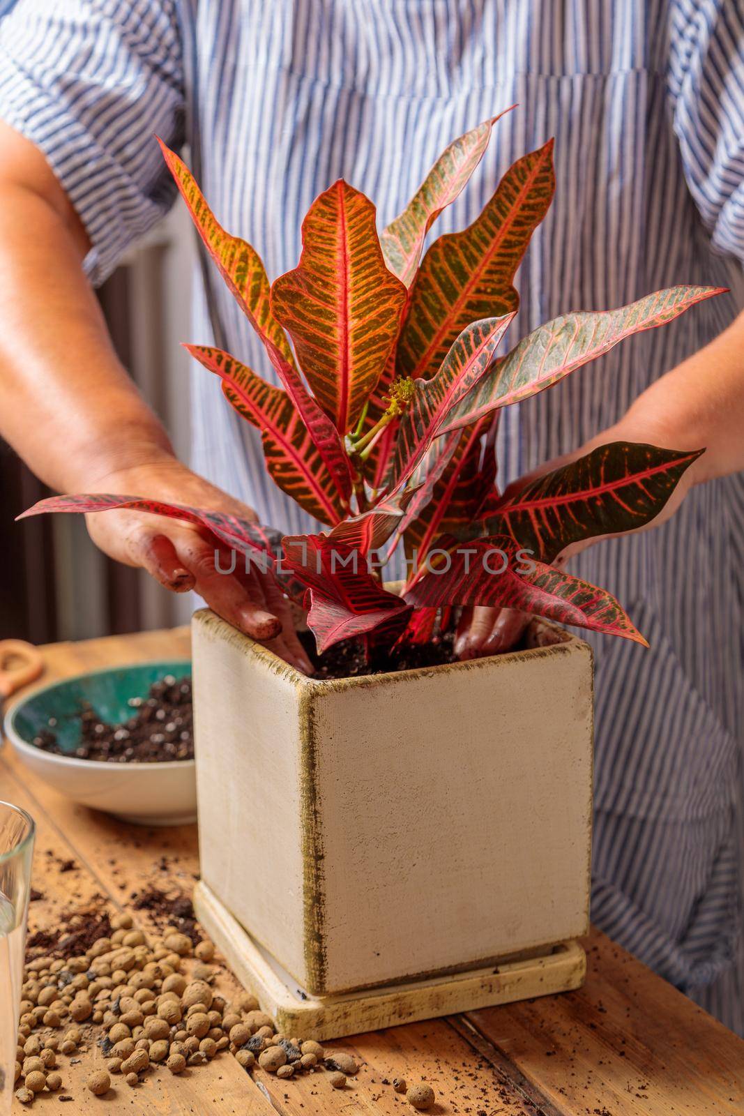 A woman transplants a houseplant, a flower in a ceramic pot. Hands and flower close-up.