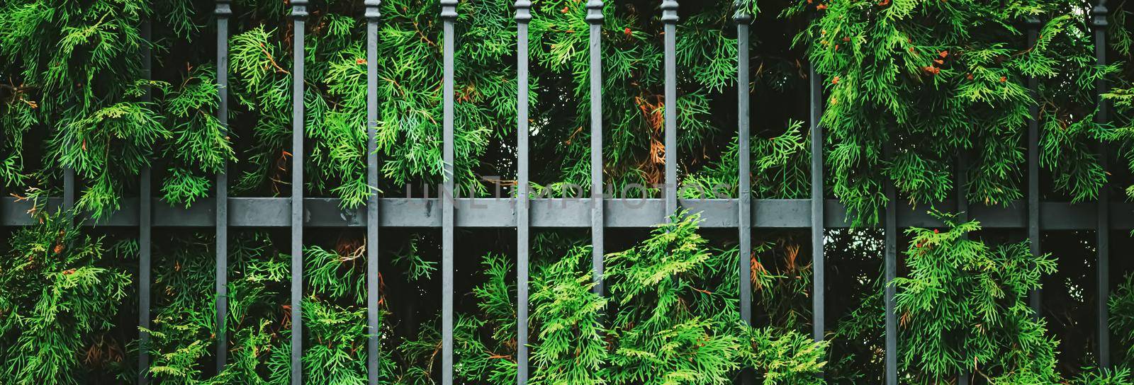 Green plant wall and fence as plant texture, nature background and botanical design by Anneleven