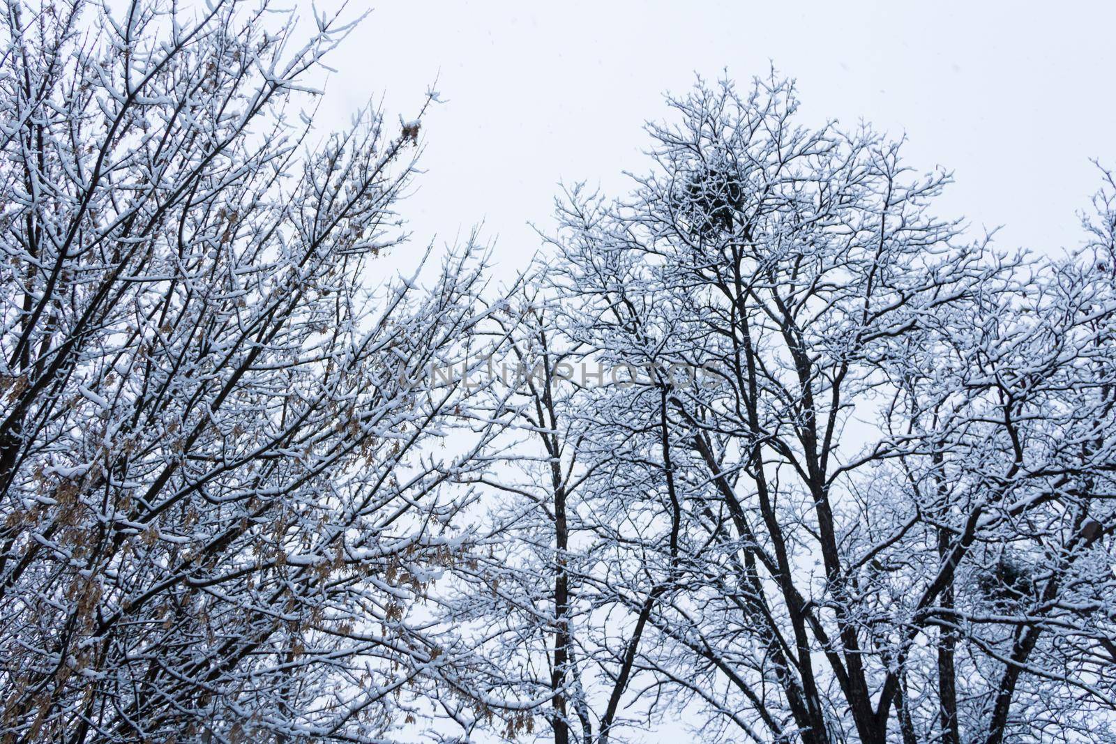 snow covered tree branches by GabrielaBertolini