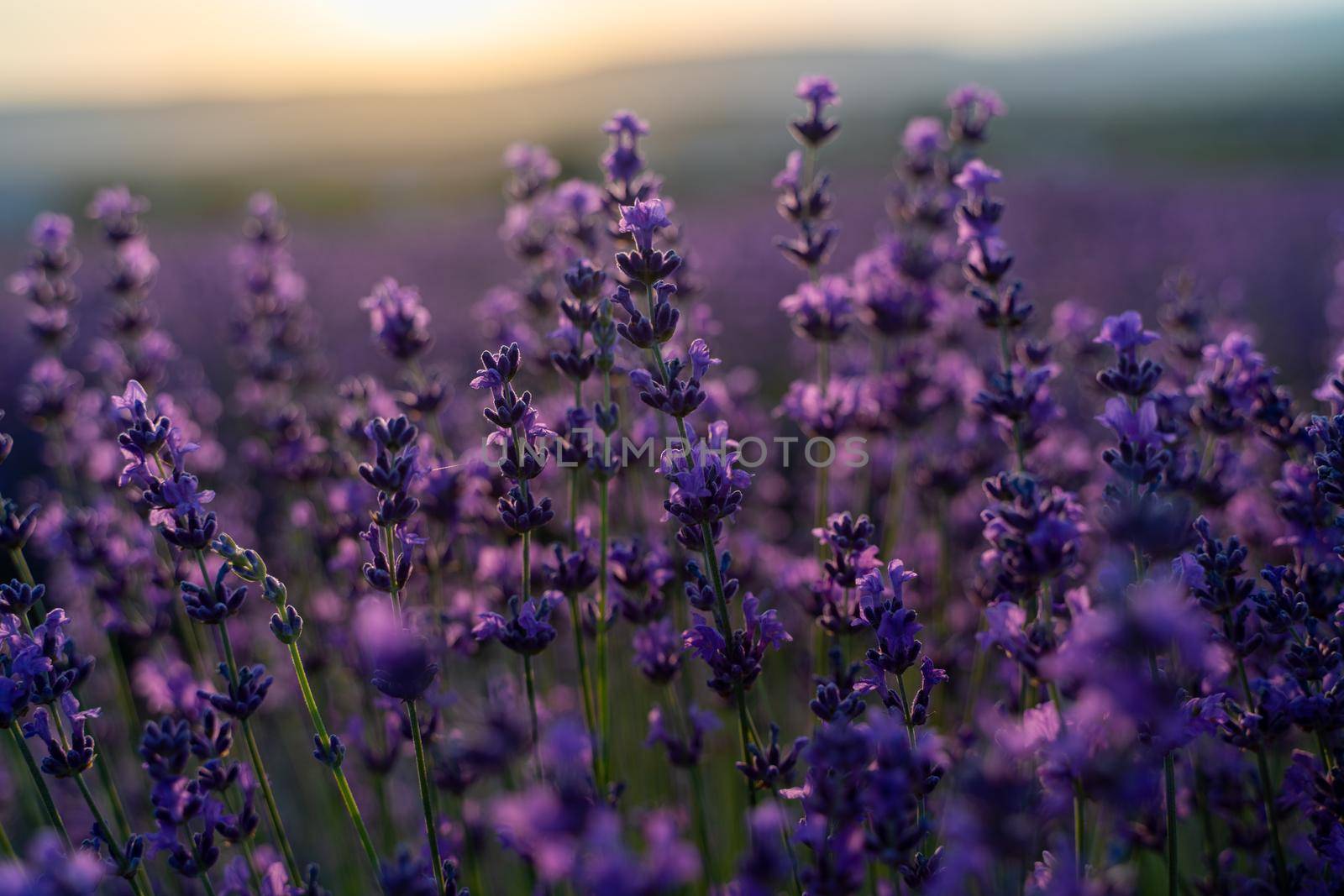 Lavender flower close-up in a lavender field against a sunset background. by Matiunina