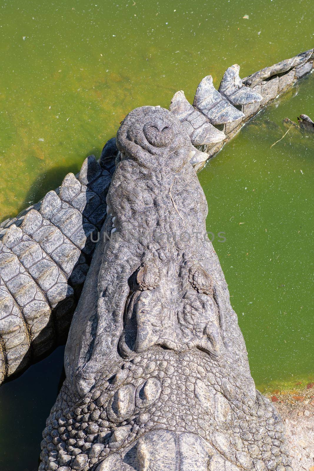 The face and tail of a nile crocodile, Crocodylus niloticus