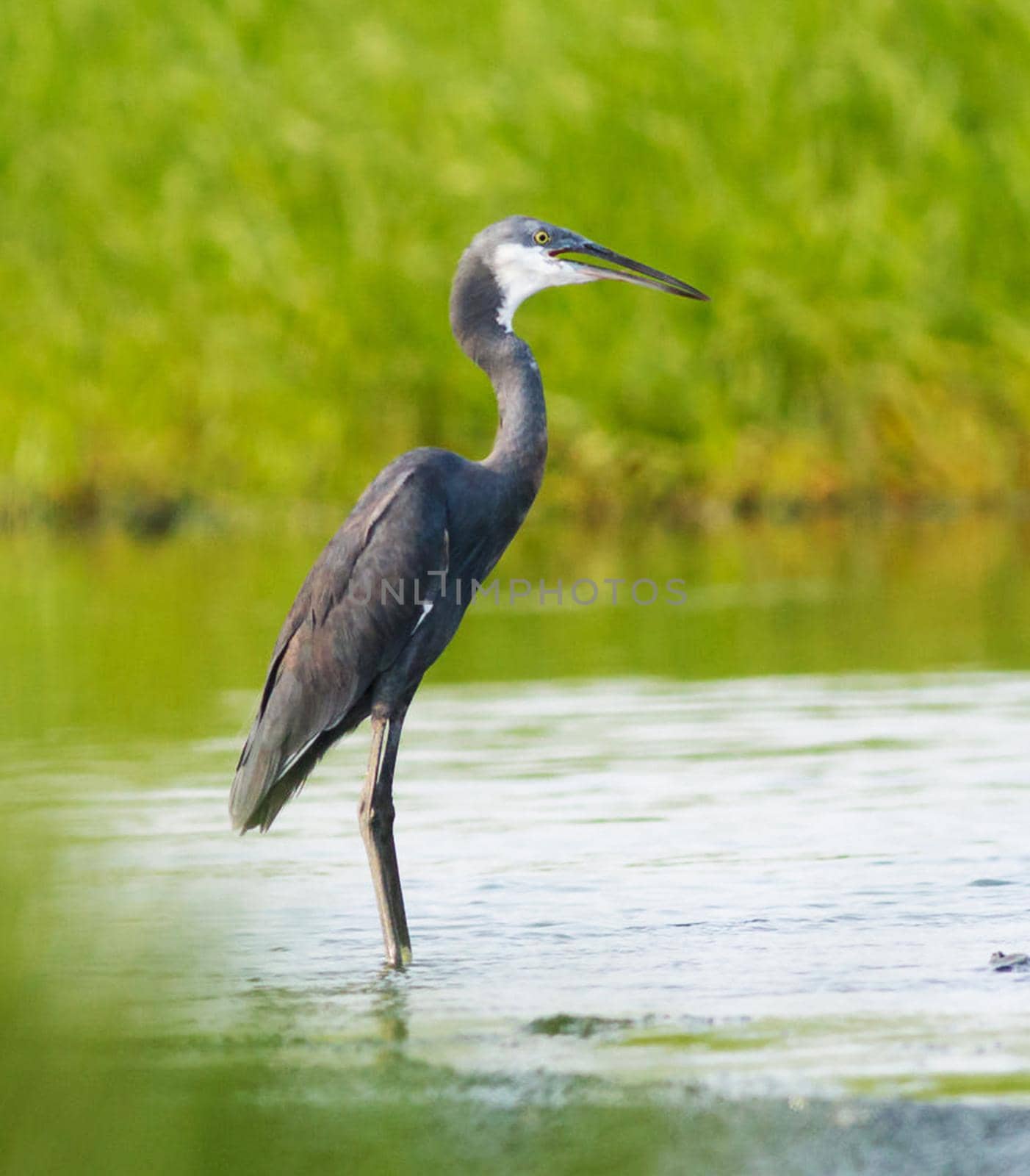 Ghana wildlife Pictures