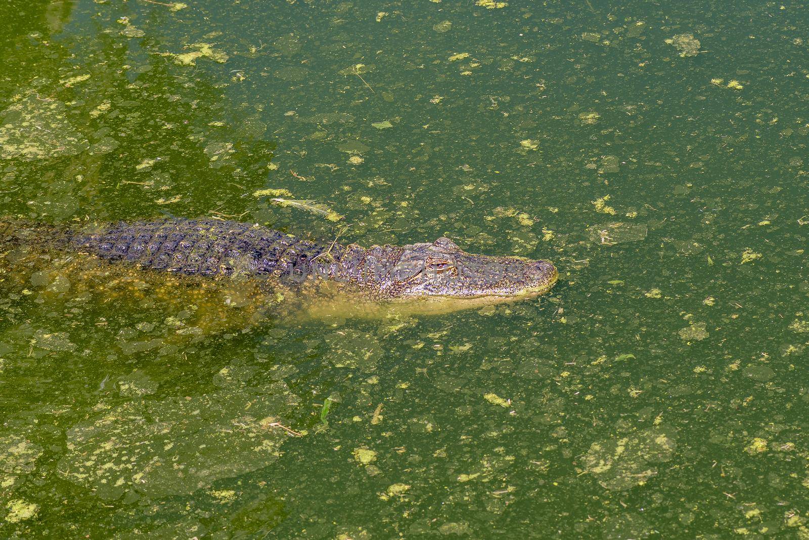 An alligator, Alligator mississipiensis, in water by dpreezg