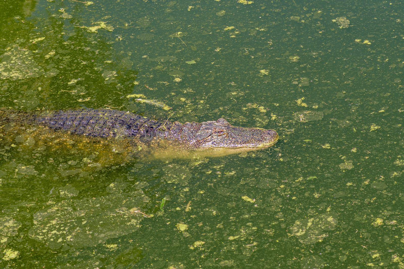 An alligator, Alligator mississipiensis, in water at a crocodile farm near Paarl