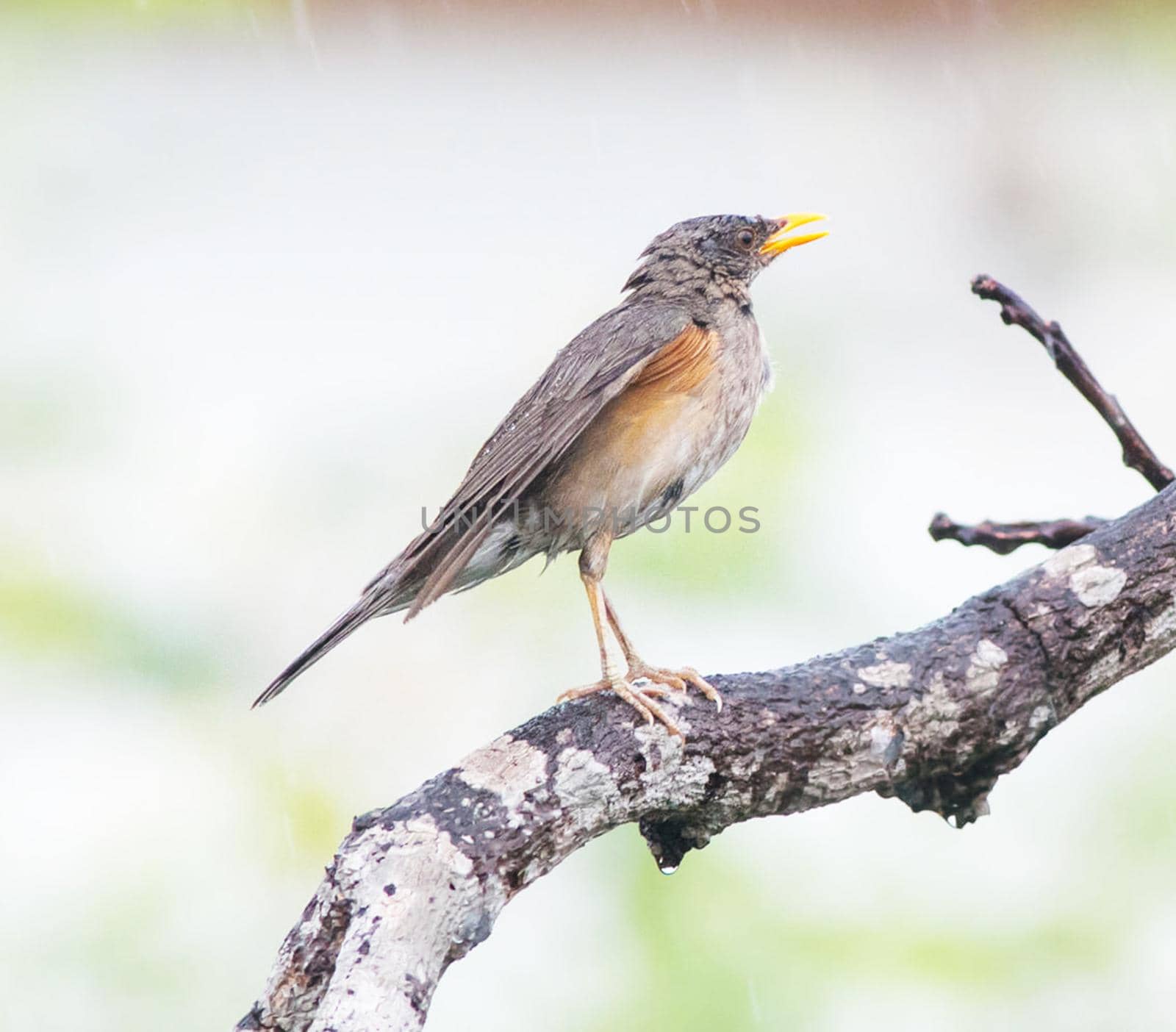 Ghana wildlife Pictures