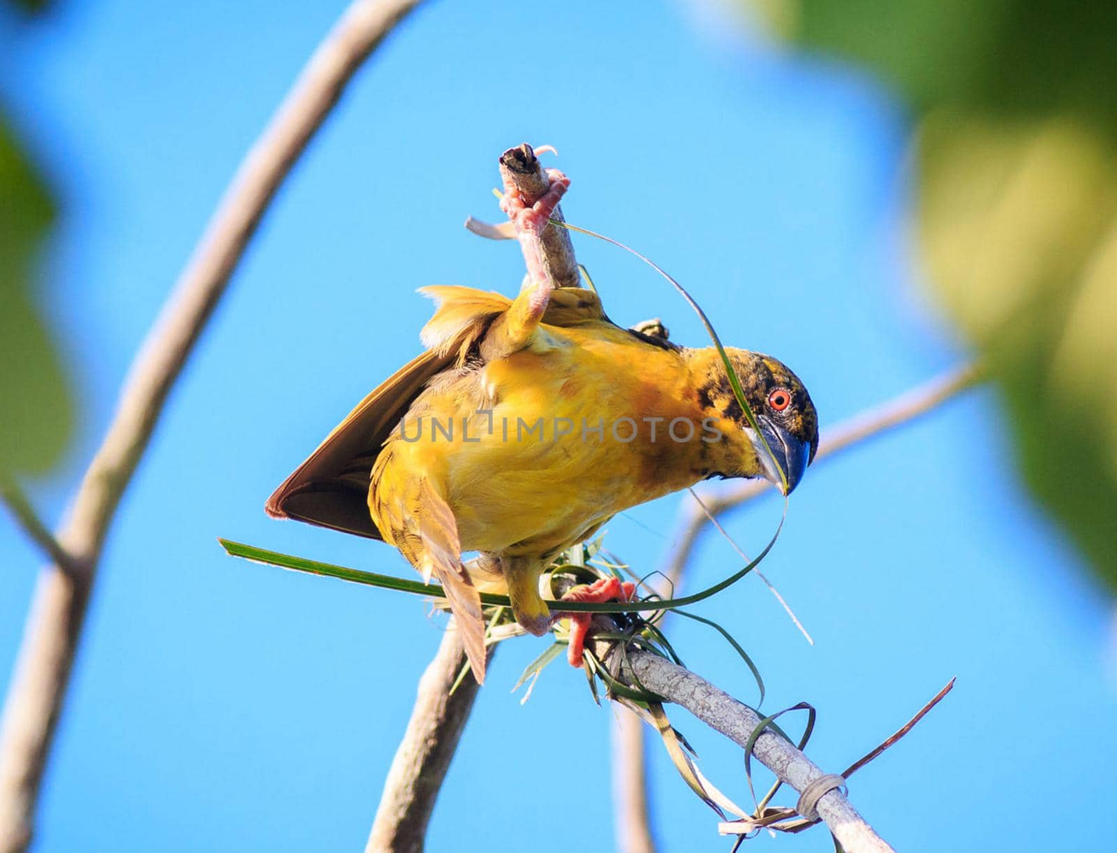 Ghana wildlife Pictures