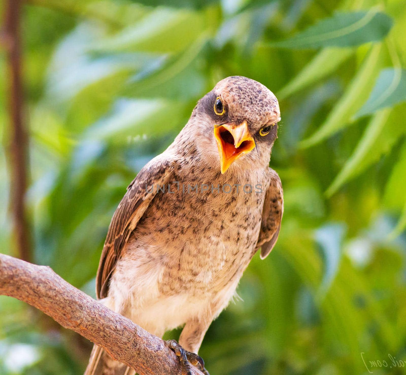 Ghana wildlife Pictures