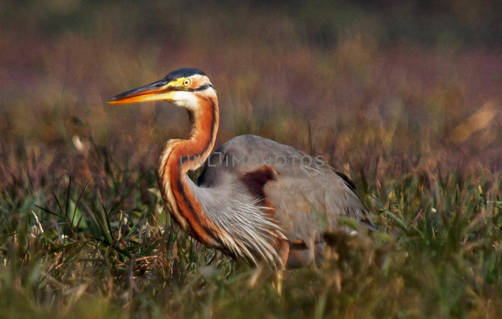 Ghana wildlife Pictures