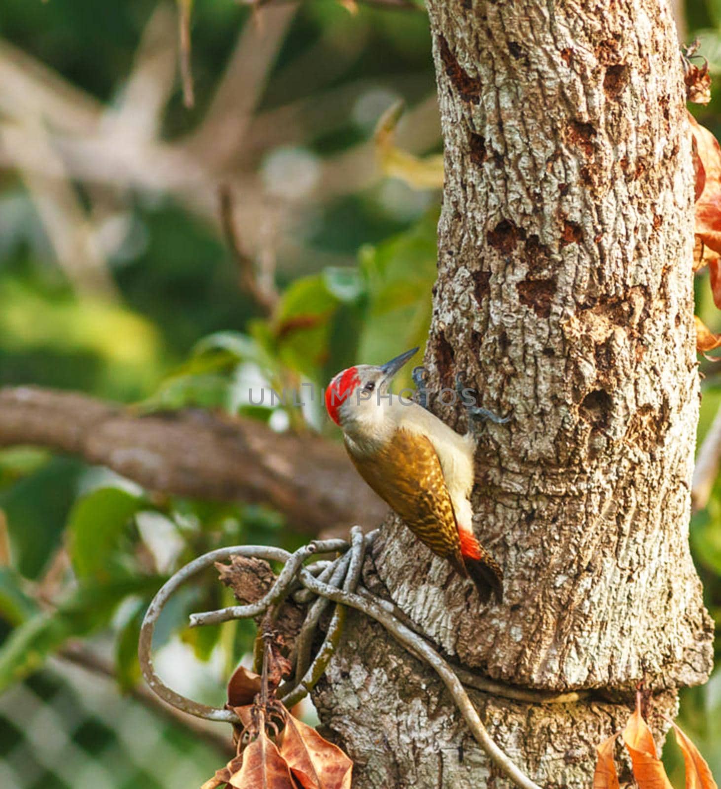 Ghana wildlife Pictures