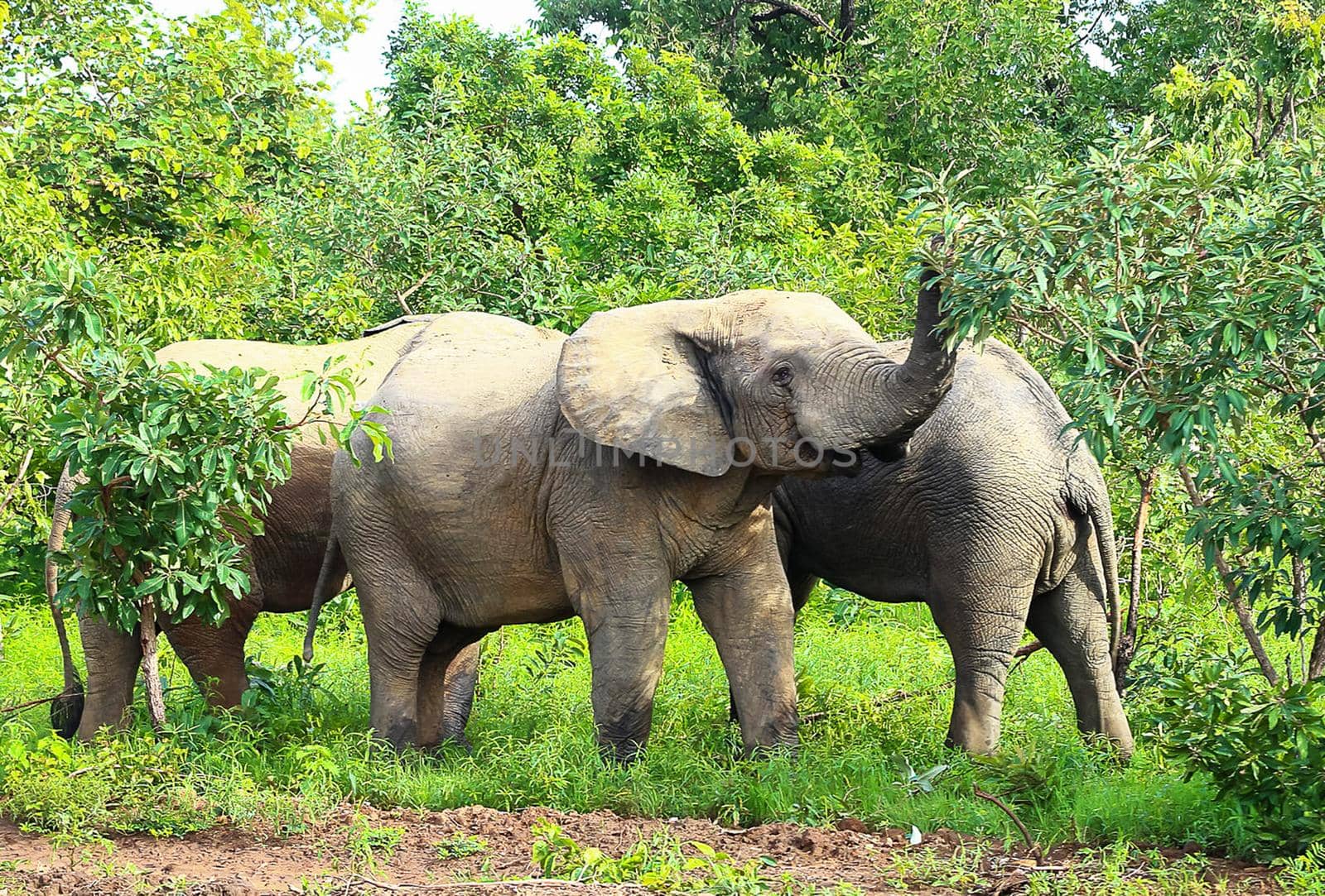 Ghana wildlife Pictures