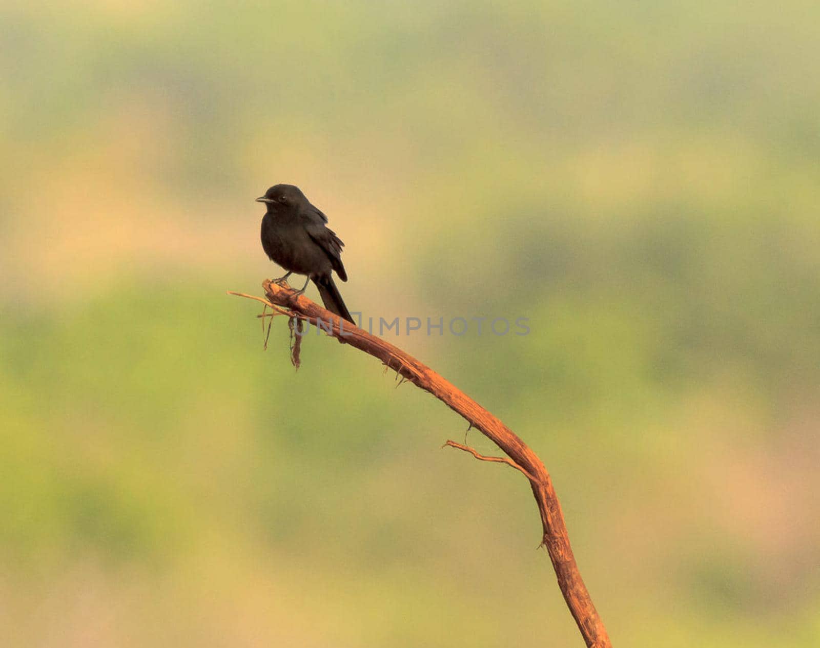 Ghana wildlife Pictures