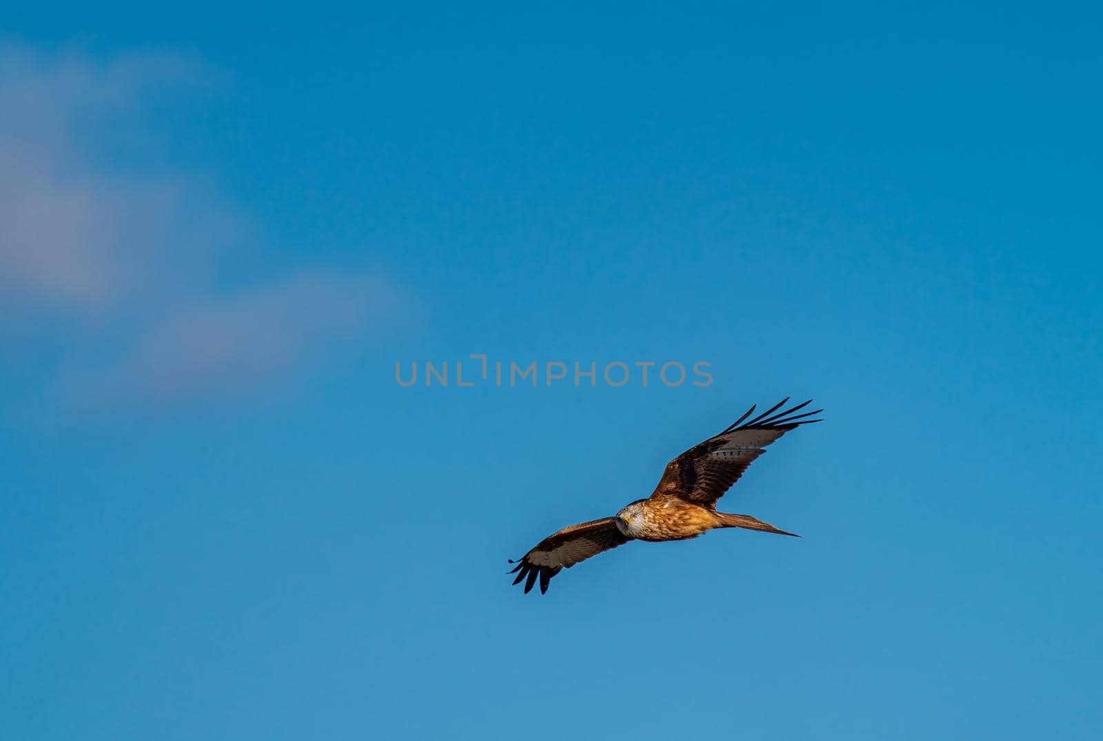 Kite flying and looking at the camera over blue sky for text