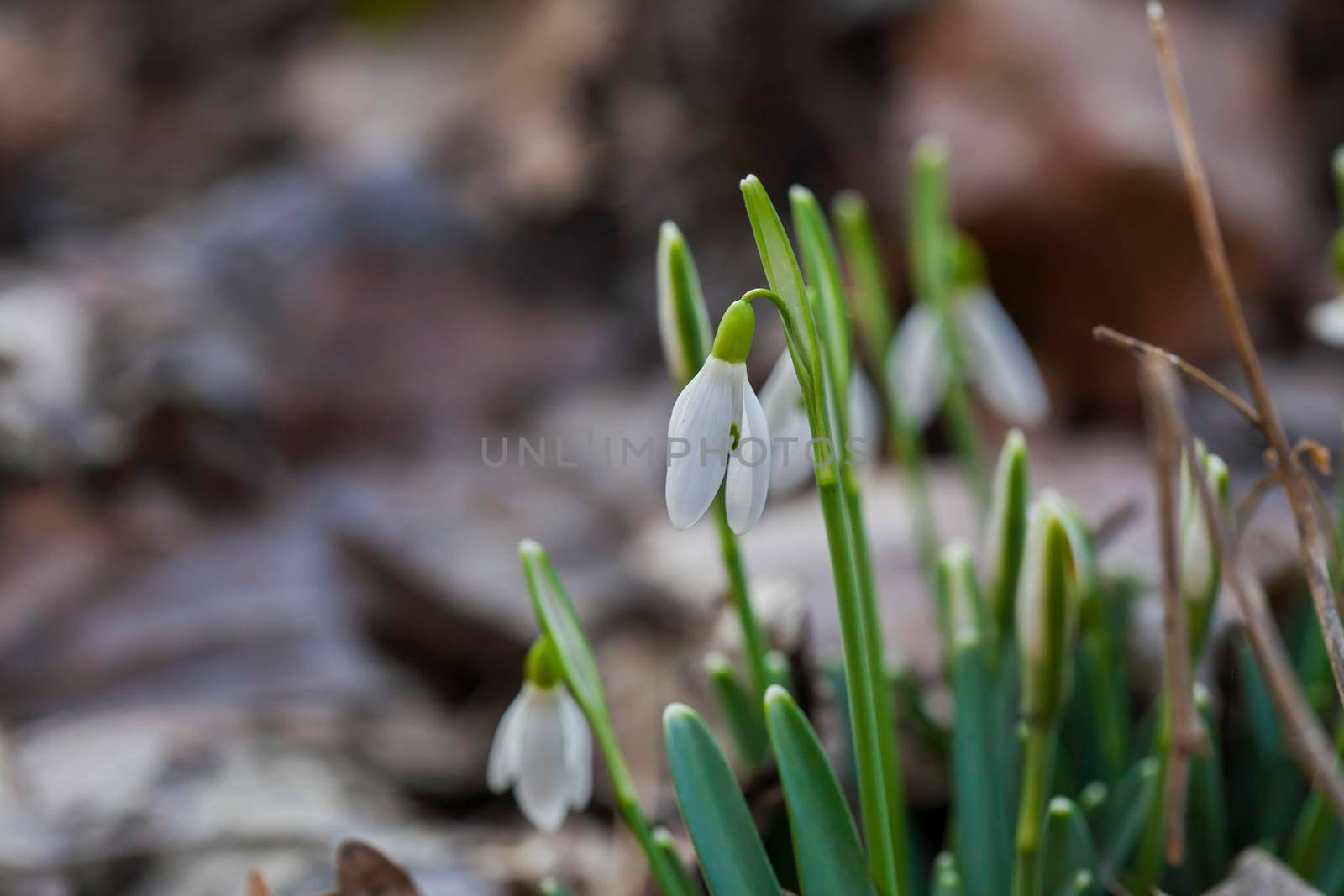 Flowers snowdrops (Galanthus nivalis). First beautiful snowdrops in spring. Common snowdrop blooming. It bloom in spring forest. Snowdrops close up.