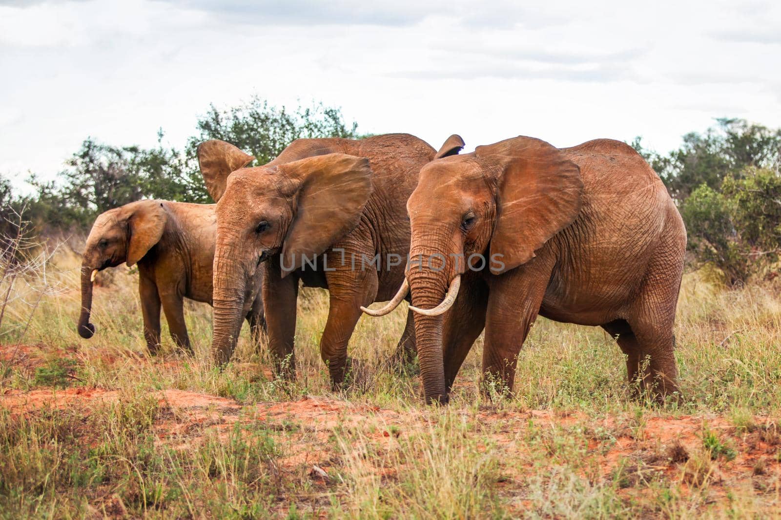 Three African bush elephants (Loxodonta africana), walking on savanna with some trees in background. Amboseli national park, Kenya.