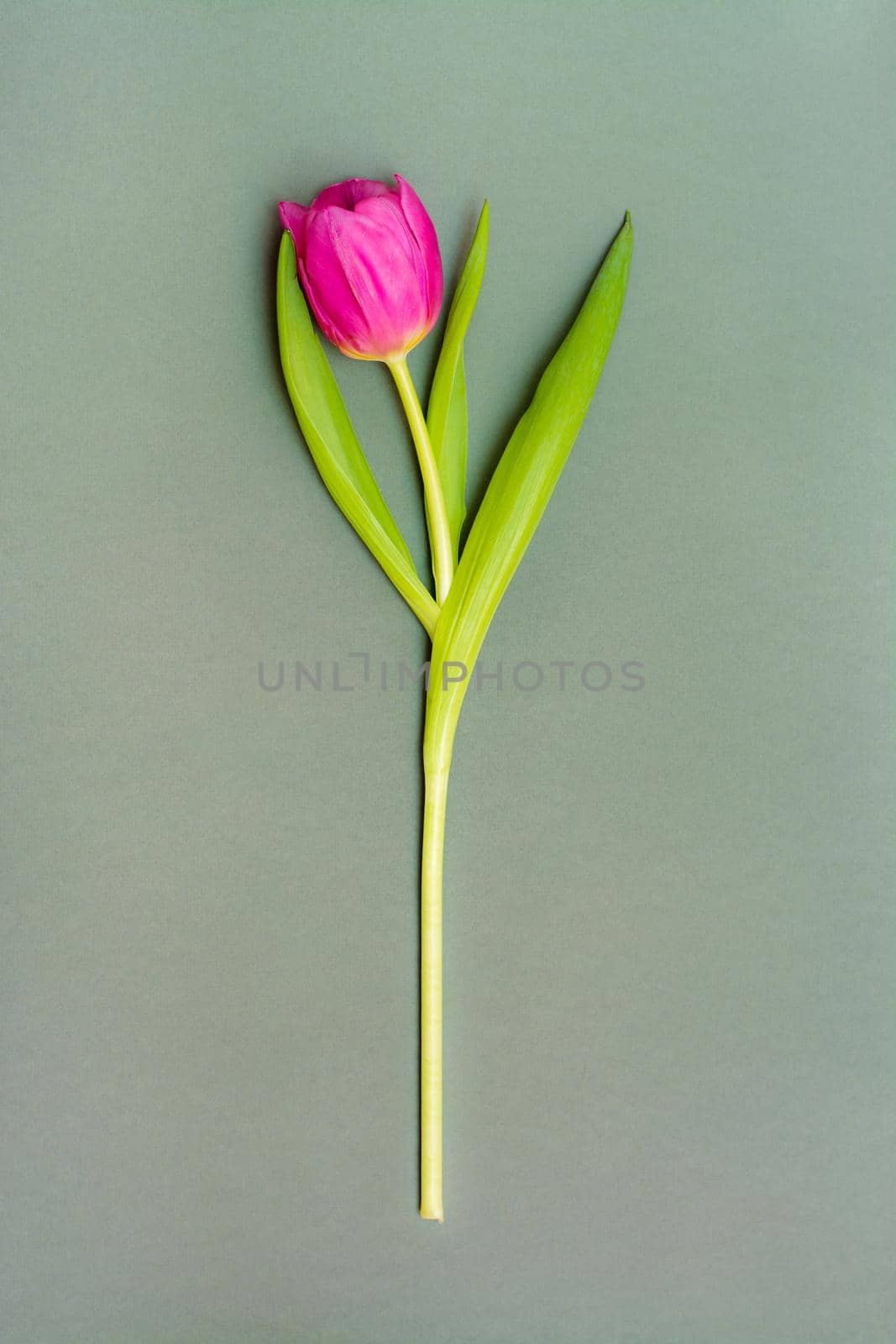 Lonely pink tulip with green leaves on a solid dark background. Copy space. Vertical view