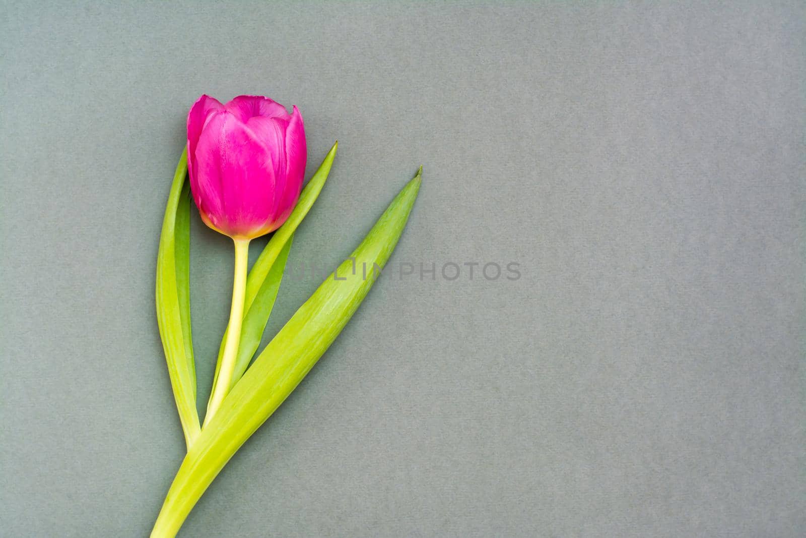 Lonely pink tulip with green leaves on a solid dark background. Copy space