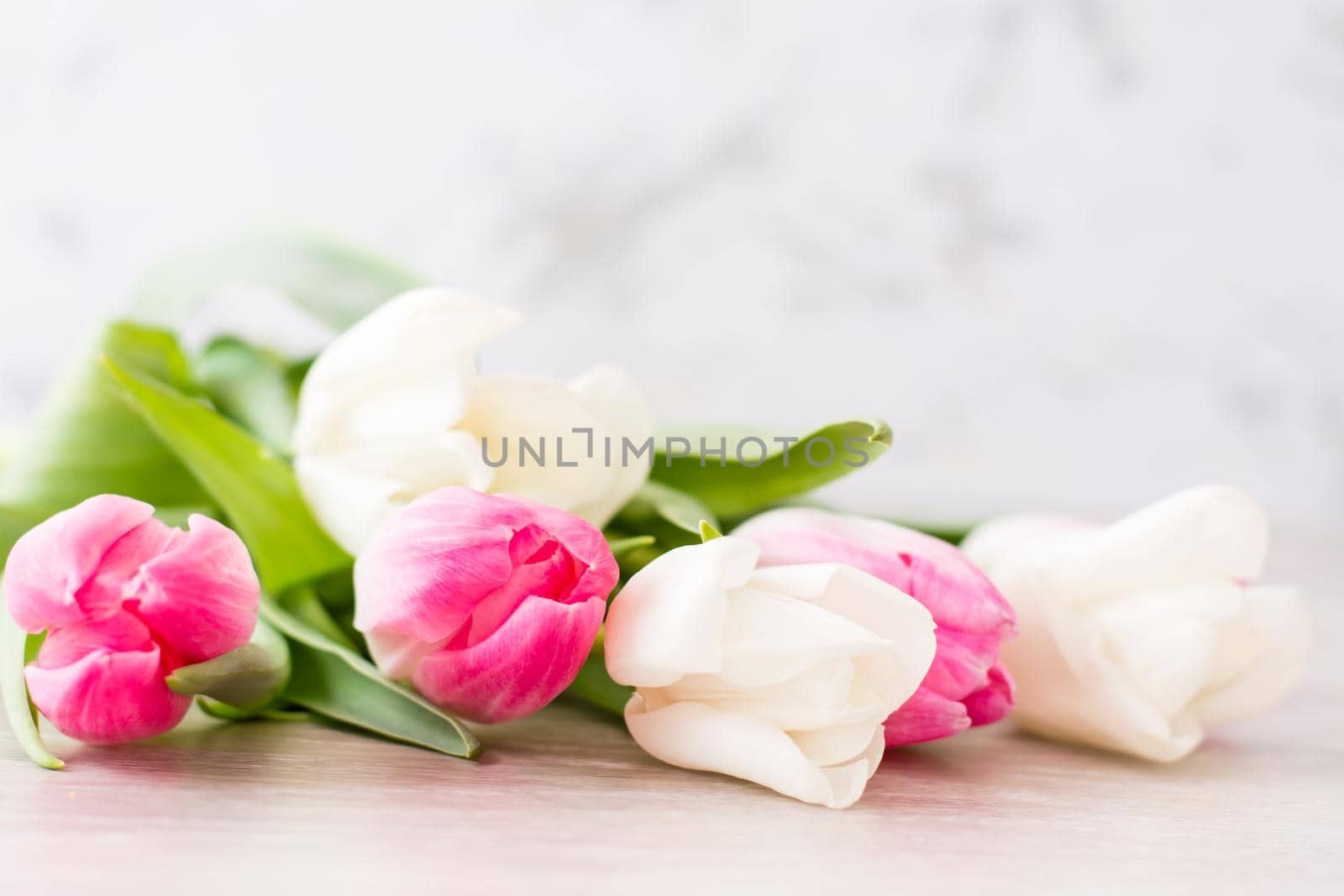 A bouquet of white and pink tulips with green leaves lies on the table. Selective focus. Delicate postcard by Aleruana