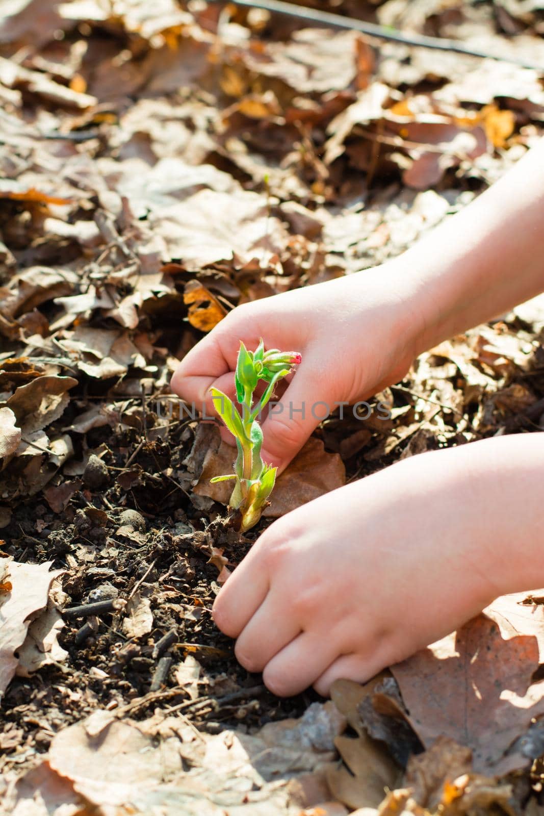 Children's hands carefully clean the ground from last year's leaves around a young sprout with a flower bud in a spring forest by Aleruana