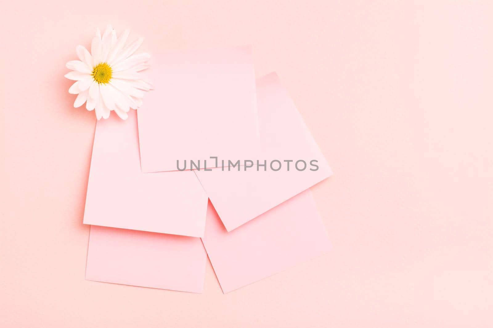The concept is pink. Blank square small writing sheets and chrysanthemum on a pink background. Top view by Aleruana