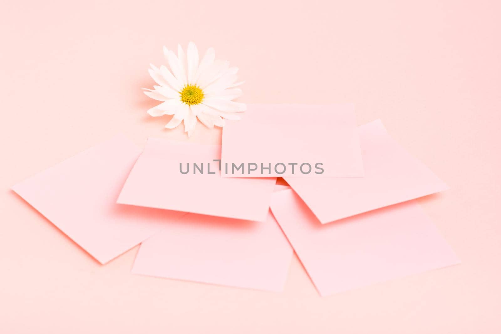 The concept is pink. Blank square small writing sheets and chrysanthemum on a pink background by Aleruana