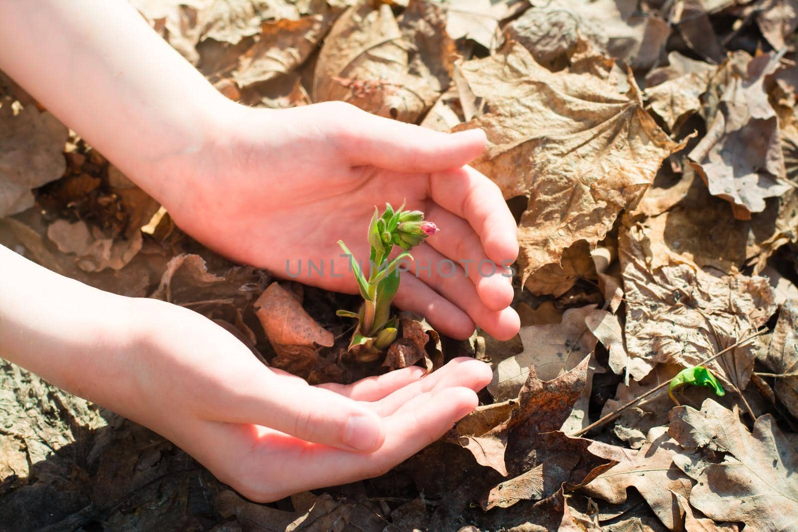 Children's hands surrounded with care a young sprout with a flower bud on the ground in the forest among last year's leaves in spring by Aleruana