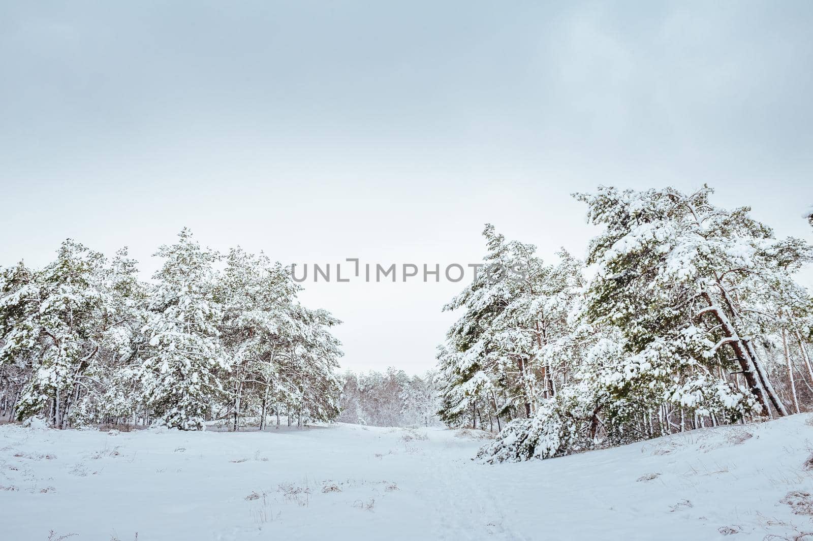 New Year tree in winter forest. Beautiful winter landscape with snow covered trees. Trees covered with hoarfrost and snow. Beautiful winter landscape. Snow-covered tree branch. by Andrii_Ko