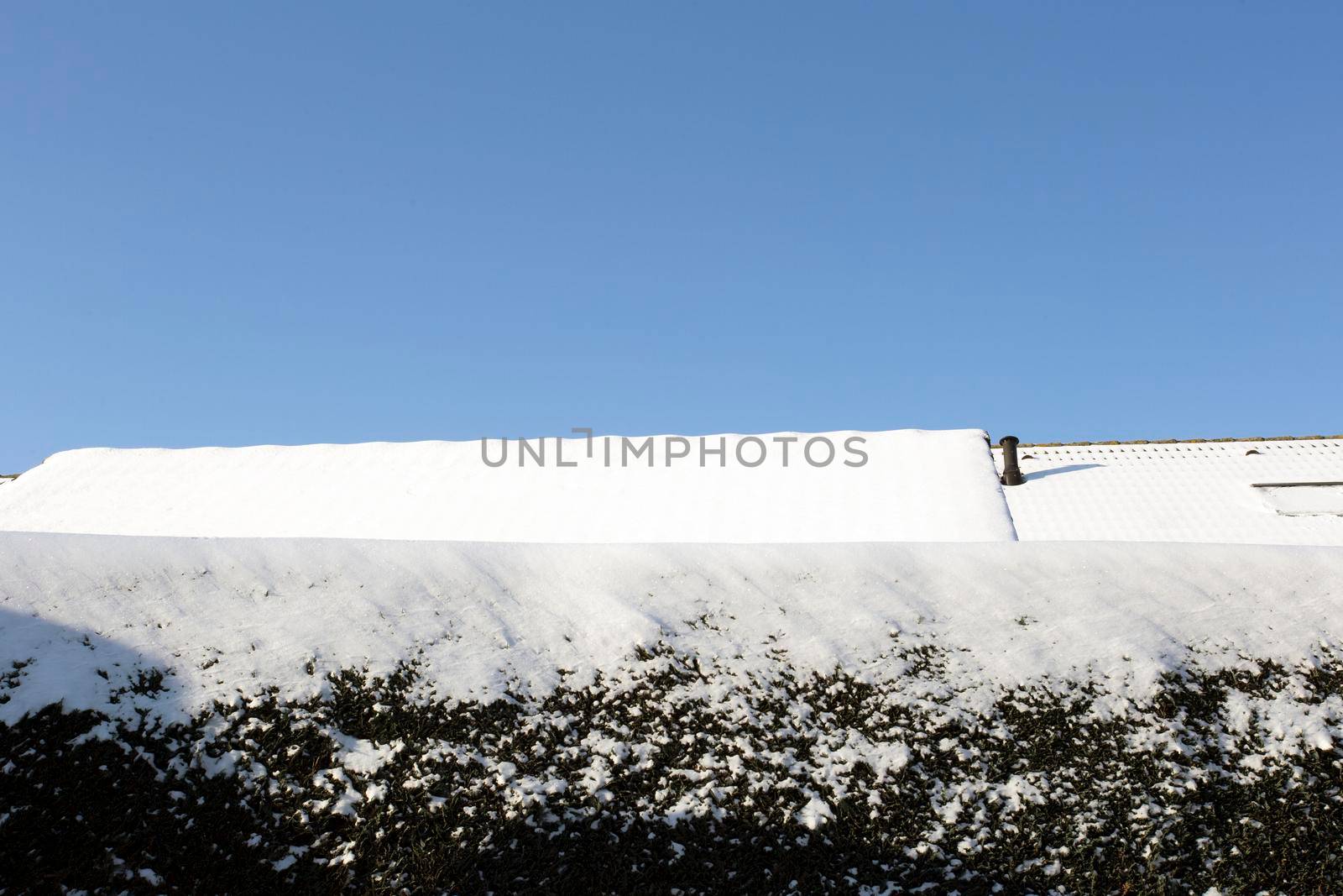 Green hedge covered with snow at winter with a bright blue sky and rooftops cozy homes, copy space winter landscape space for text