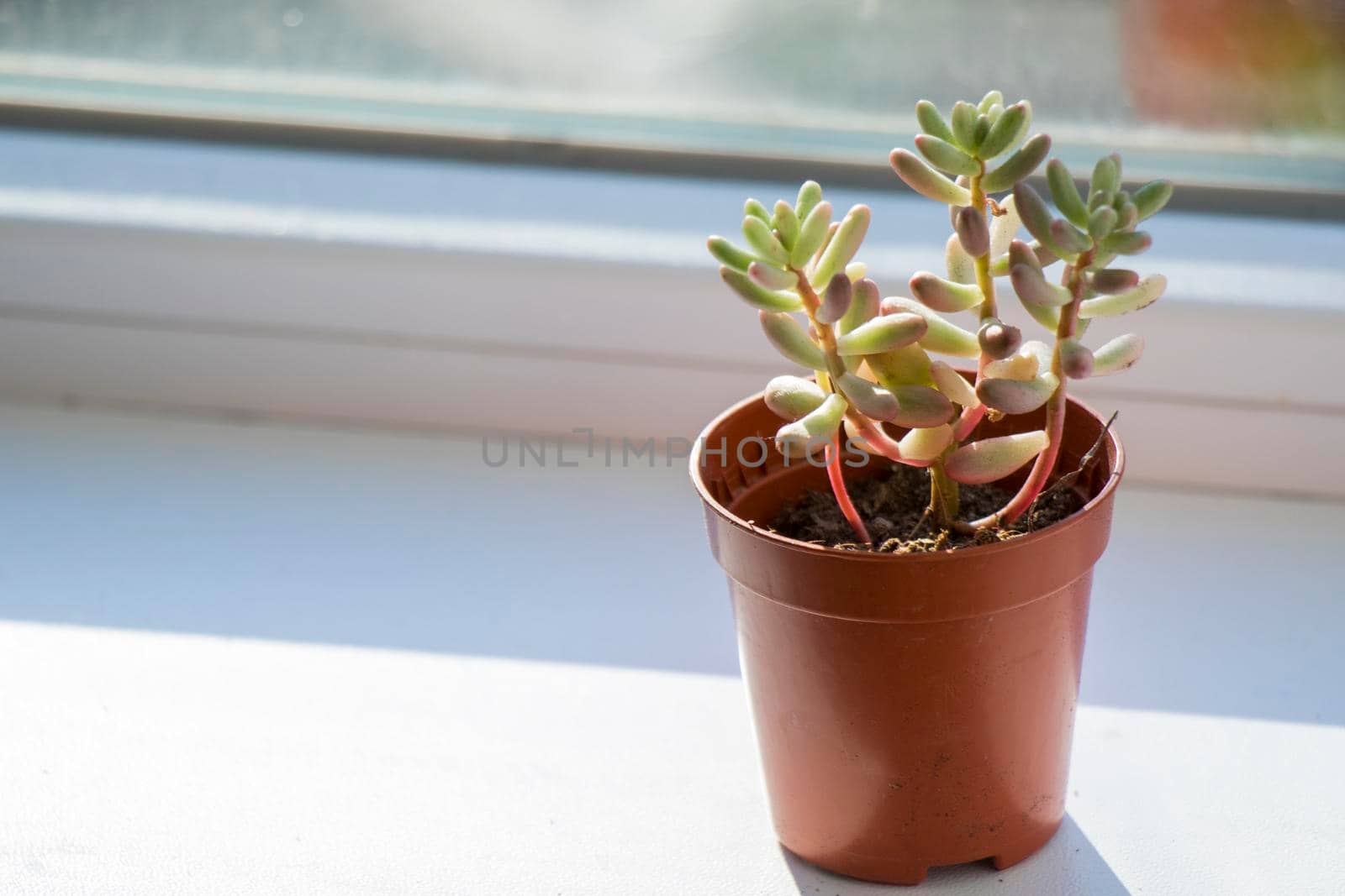 Succulent on the window, sunlight and close-up by Taidundua
