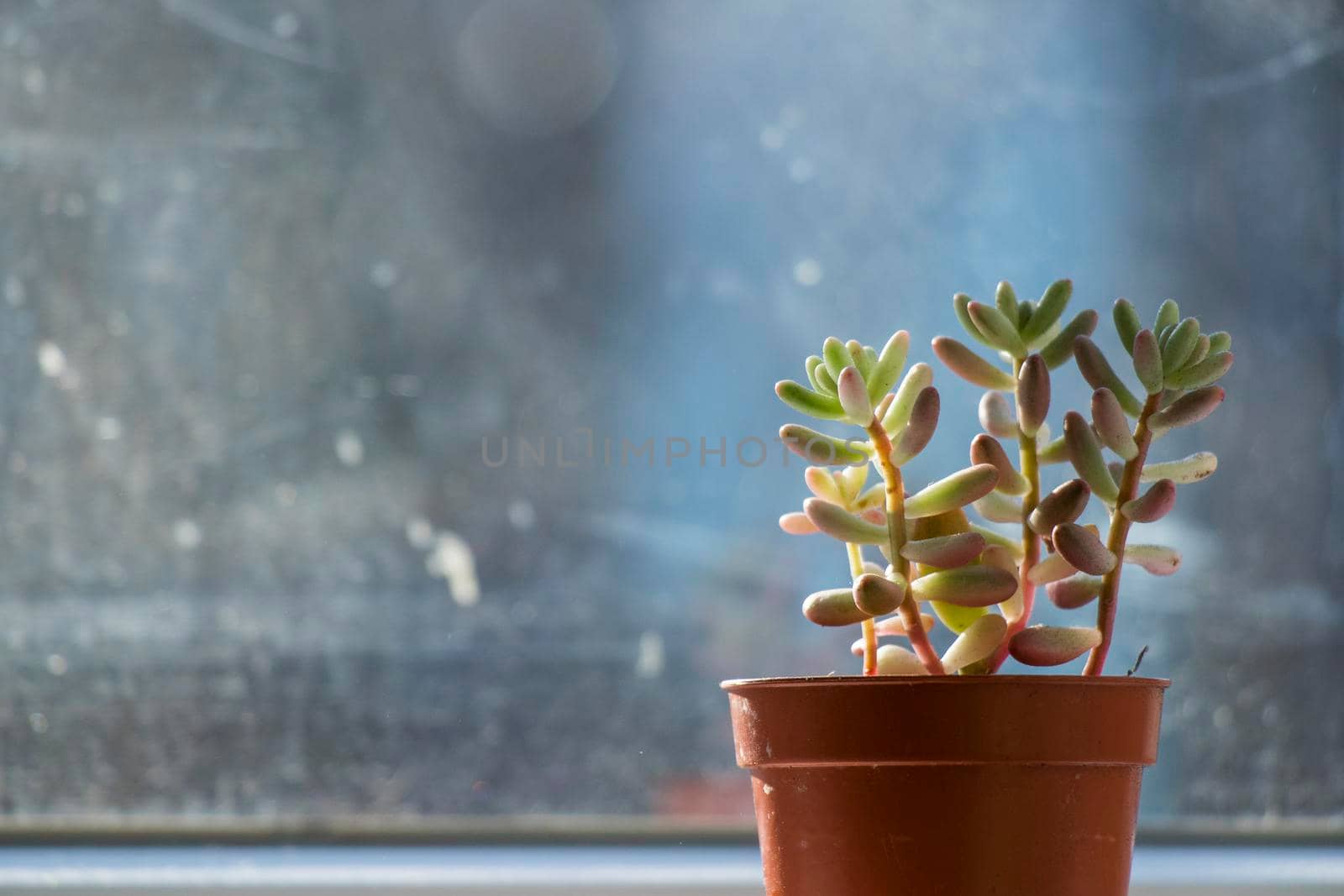 Succulent on the window, sunlight and close-up, beautiful succulent