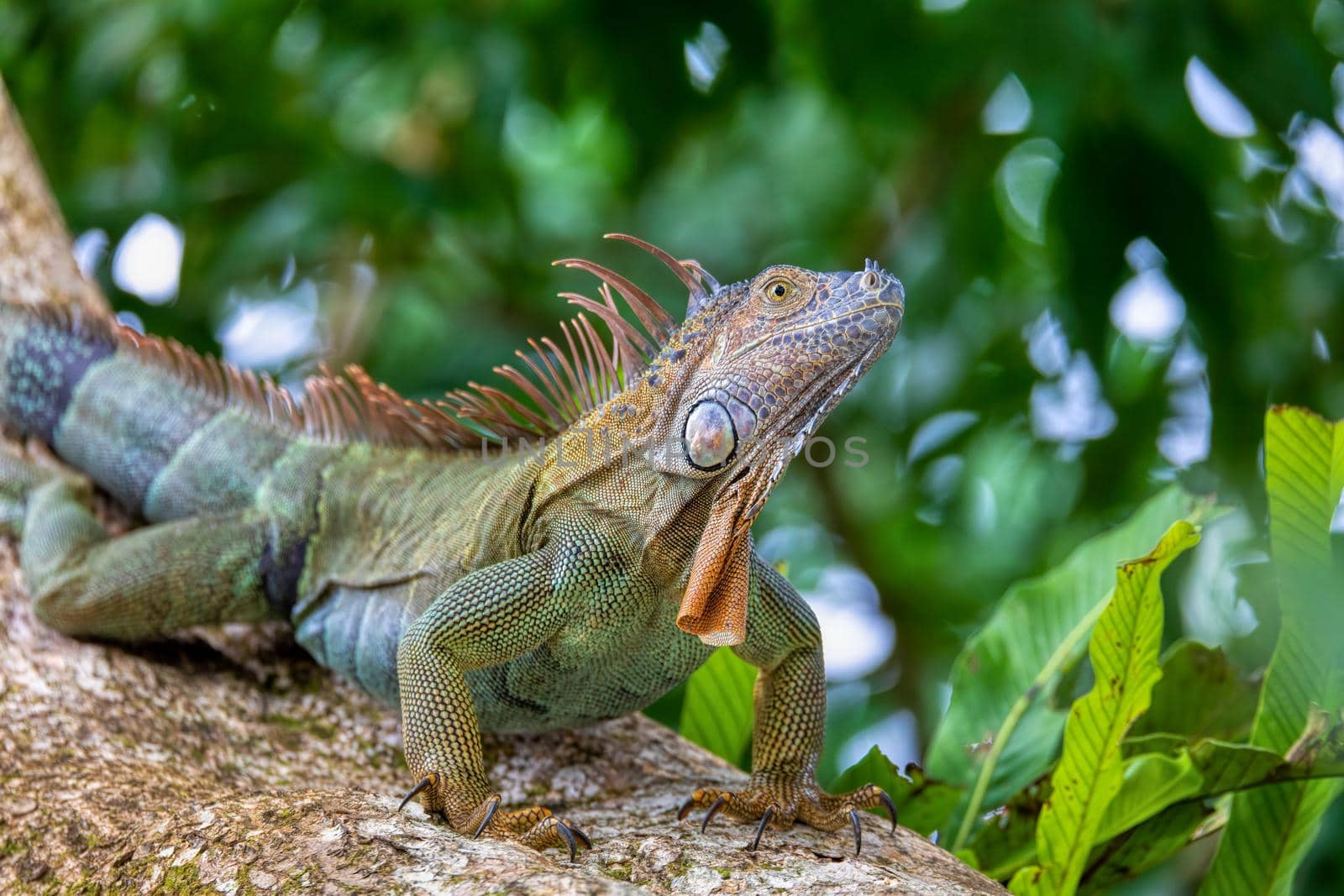 Green iguana (Iguana iguana), Tortuguero, Costa Rica wildlife by artush