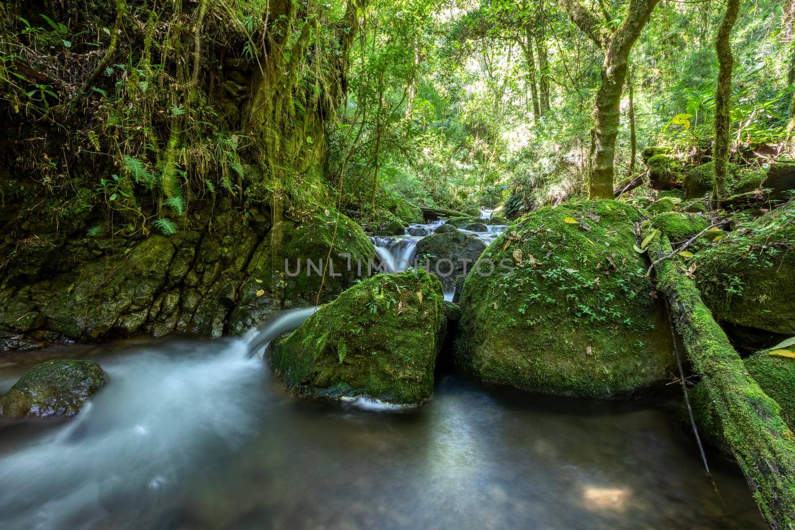 Long exposure of small wild mountain river Rio Savegre. Stunning landscape of wilderness and pure nature. San Gerardo de Dota, Costa Rica.