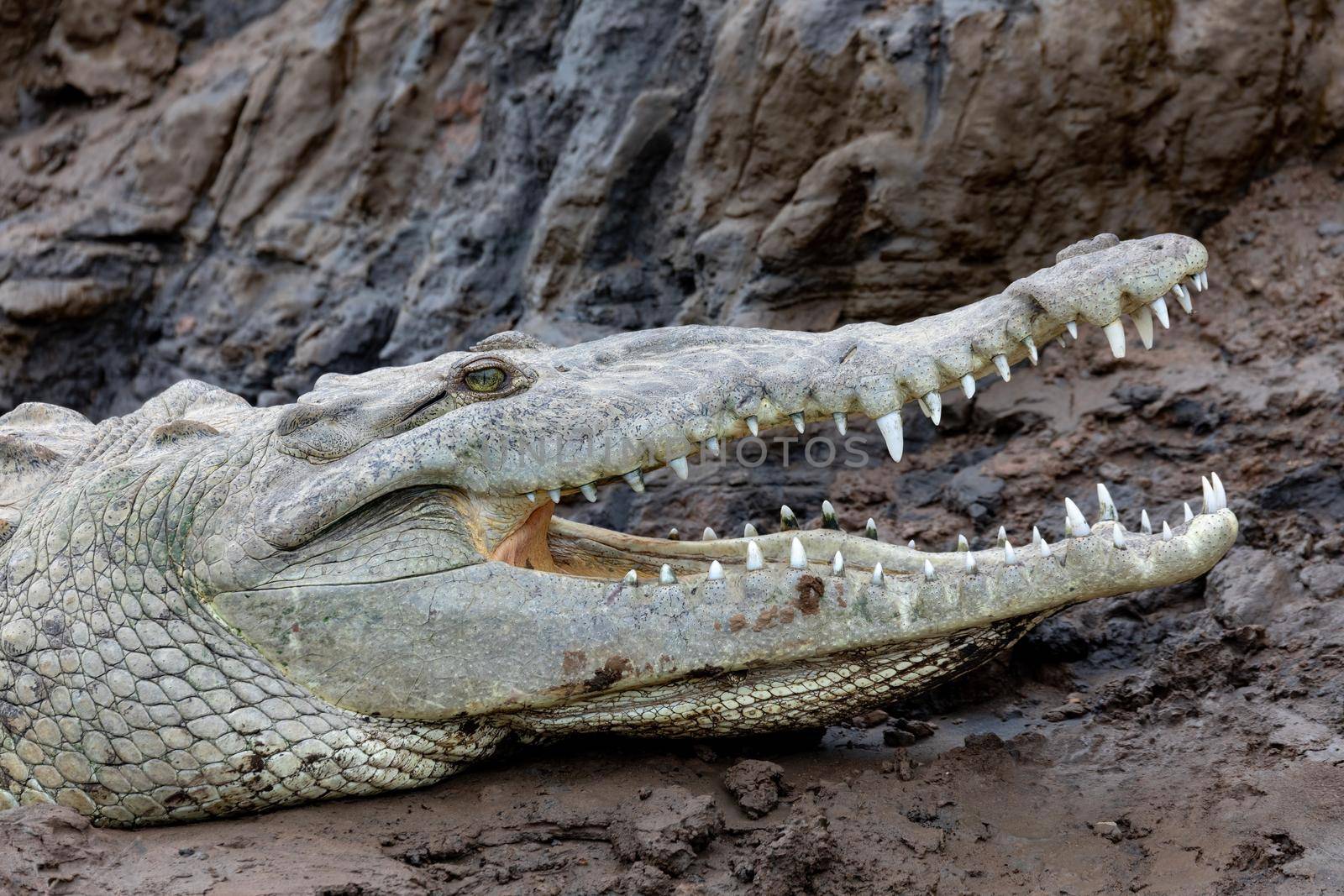 Resting crocodile with opened mouth full of tooths, American crocodile (Crocodylus acutus), Rio Tarcoles, Costa Rica Wildlife