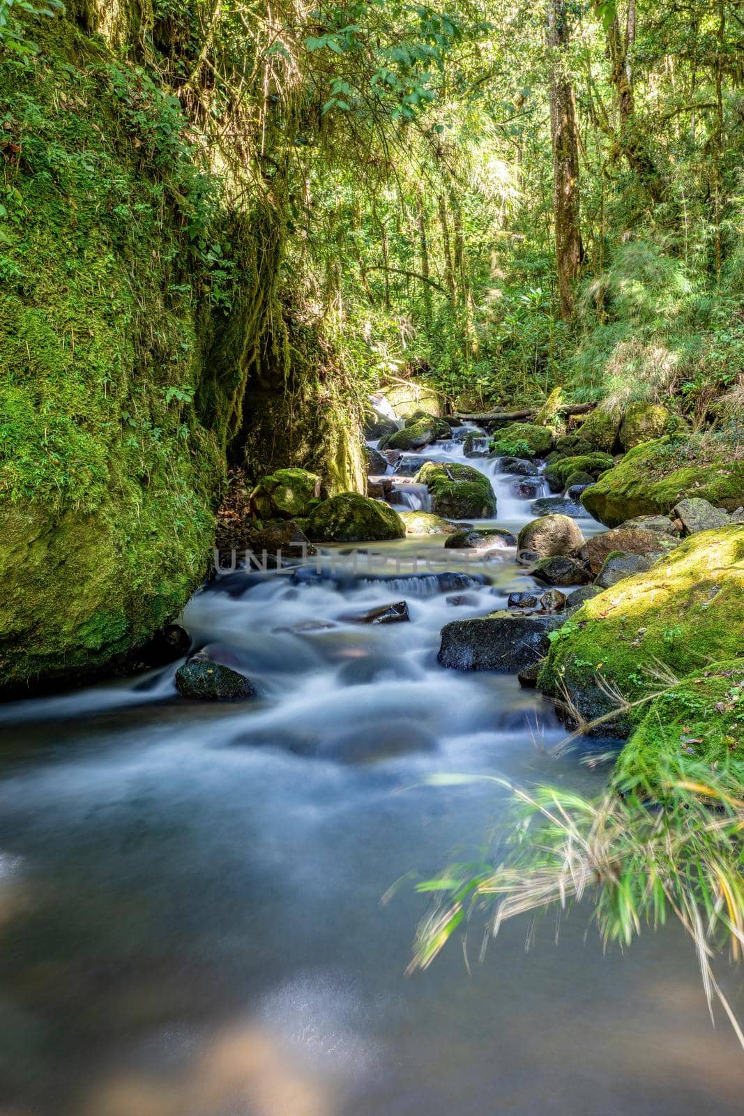 Small wild mountain river Rio Savegre. San Gerardo de Dota, Costa Rica. by artush