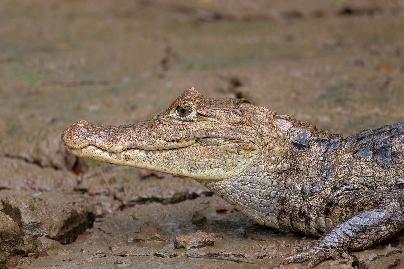 Spectacled caiman (Caiman crocodilus) or Common Caiman, crocodilian reptile found in Refugio de Vida Silvestre Cano Negro, Costa Rica wildlife